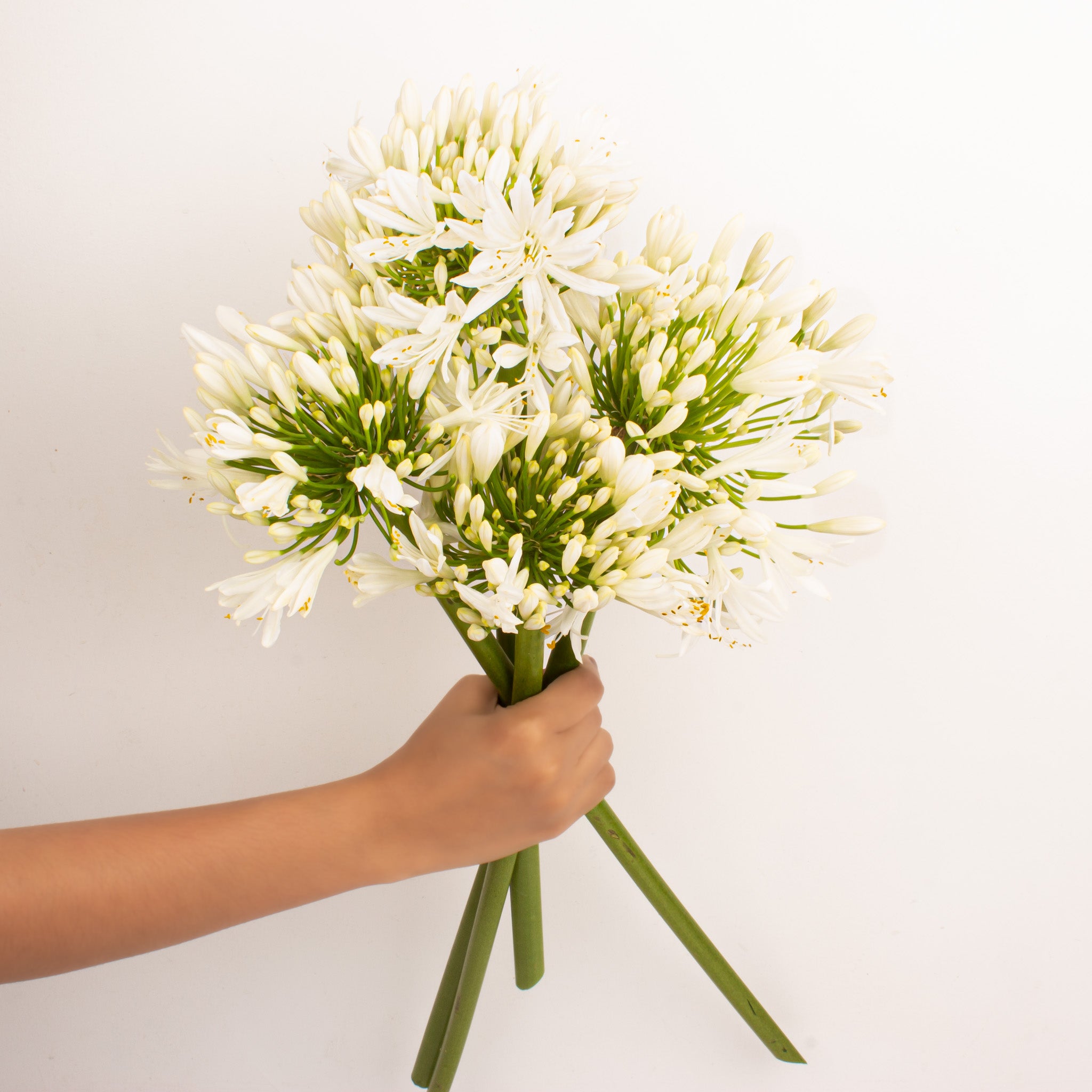 Agapanthus