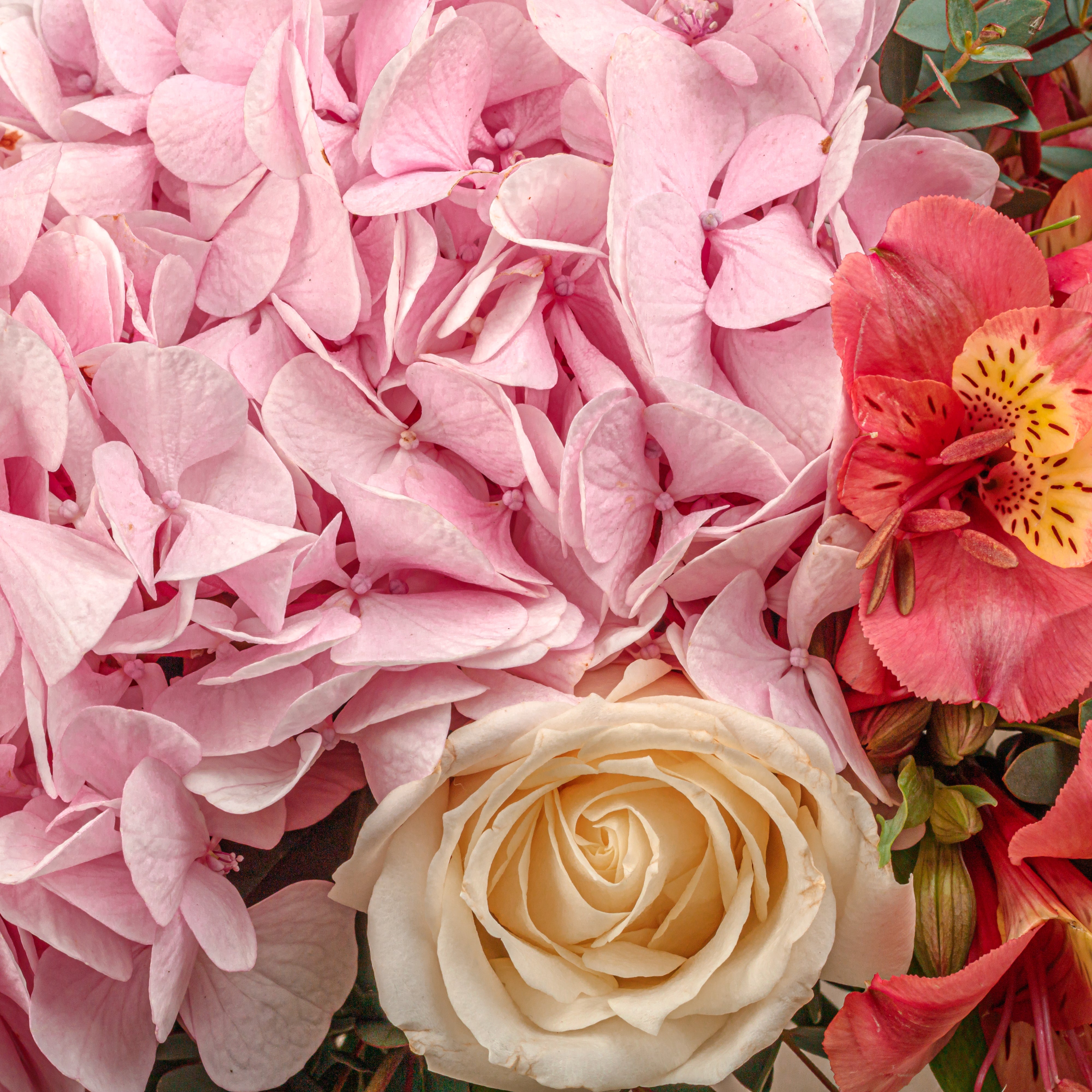 Blushing Blossoms