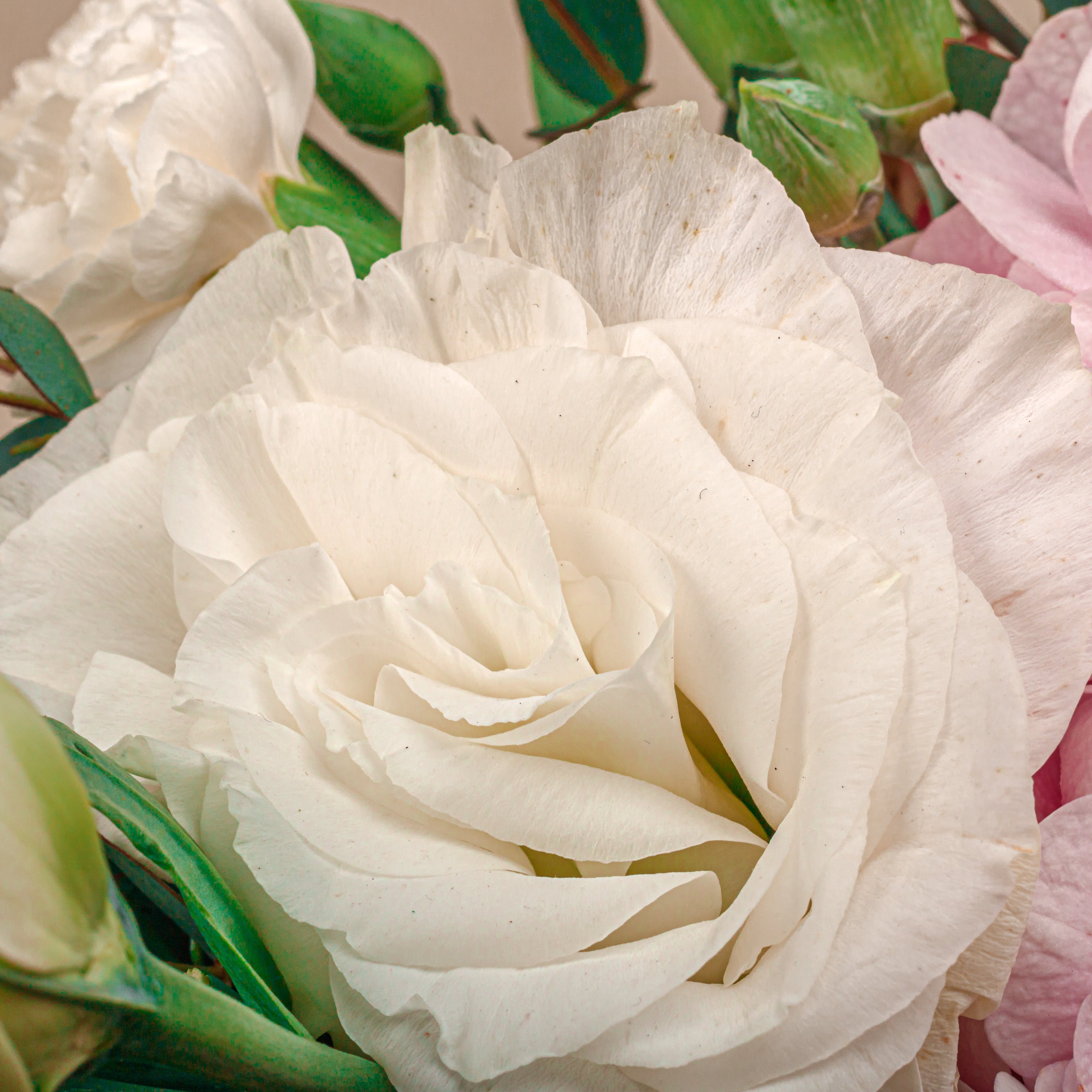Blushing Blossoms