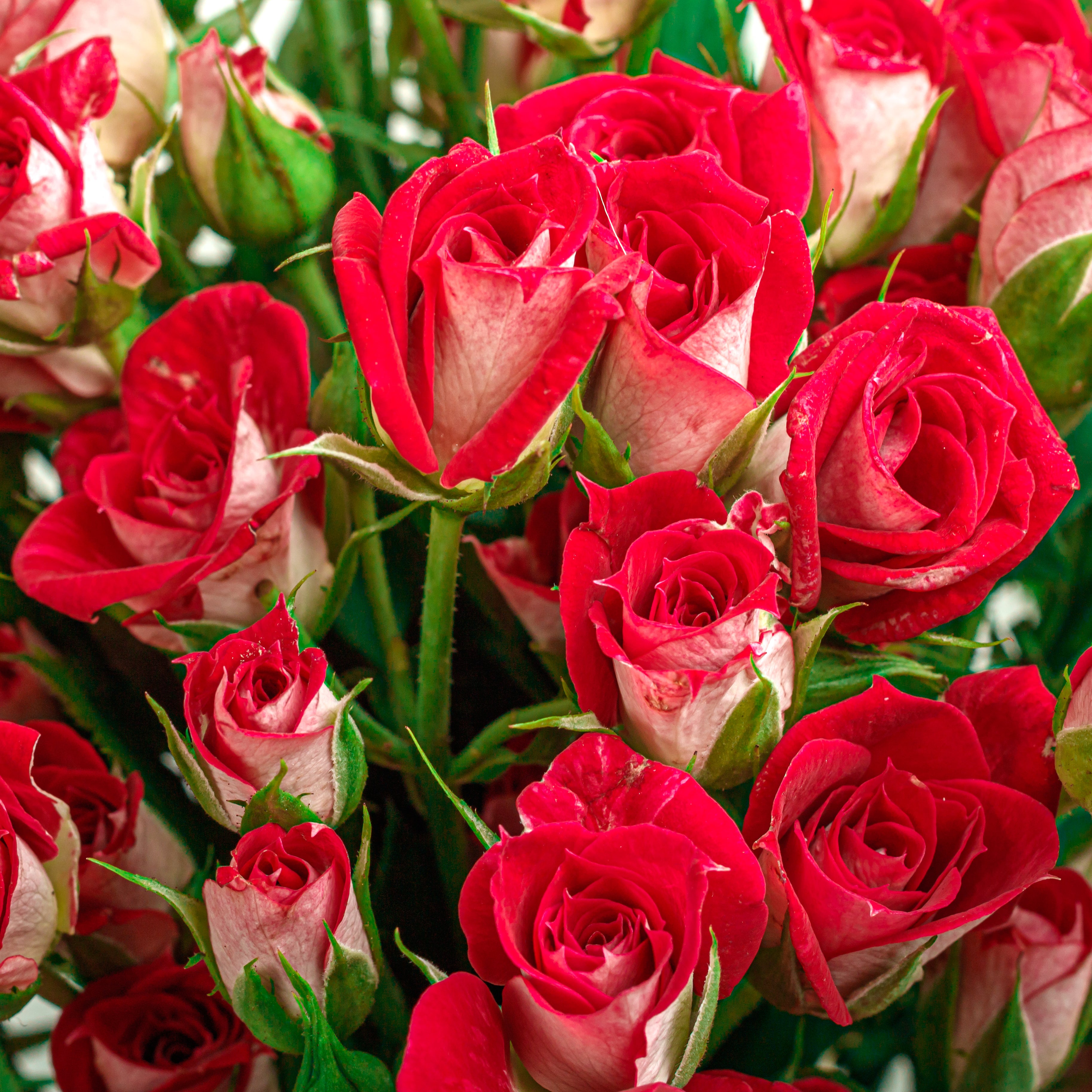 Spray Roses