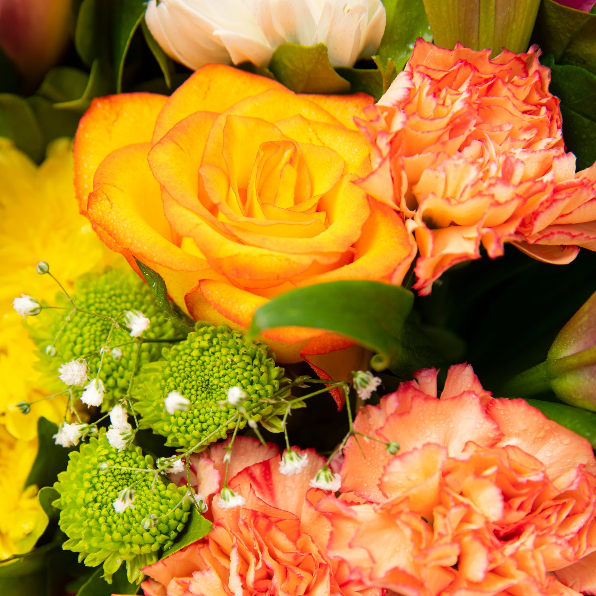 A Riot of Colours