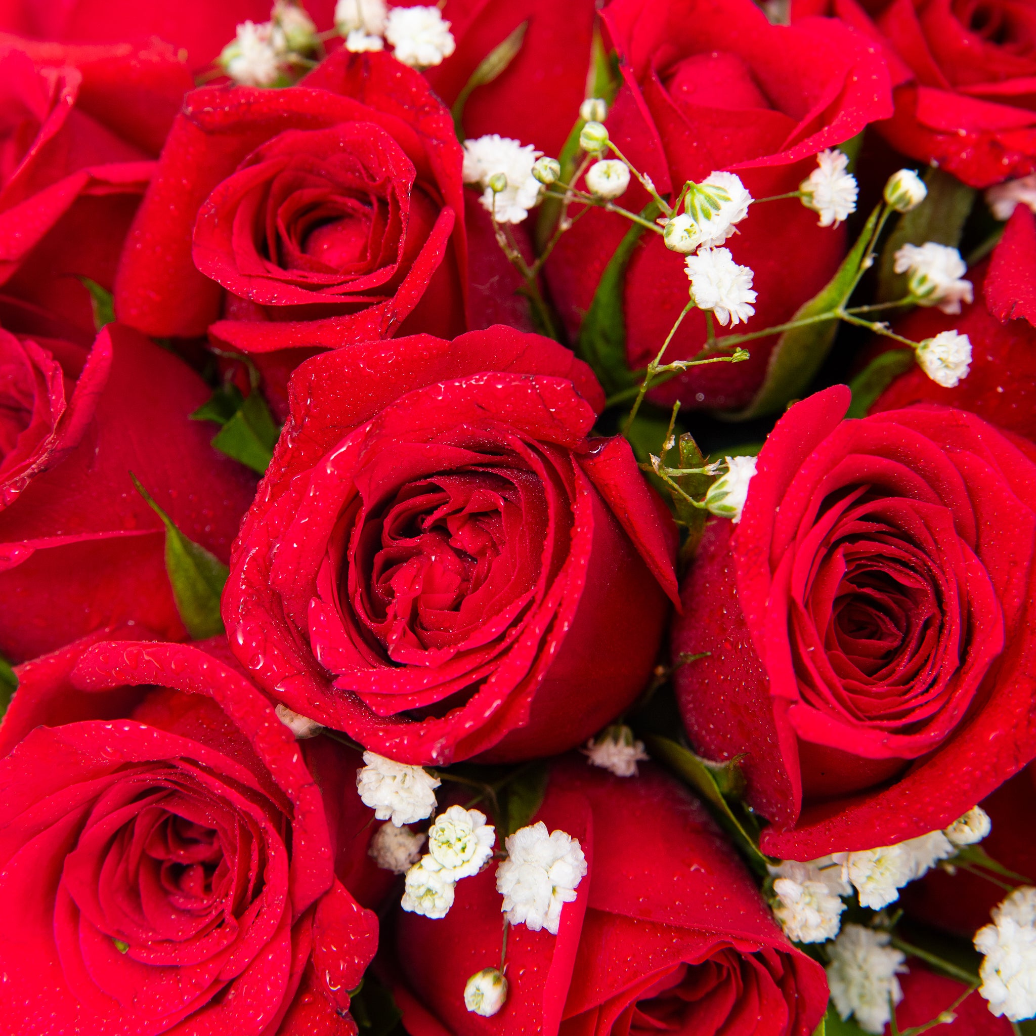 Kiss from a Rose //Banglaore