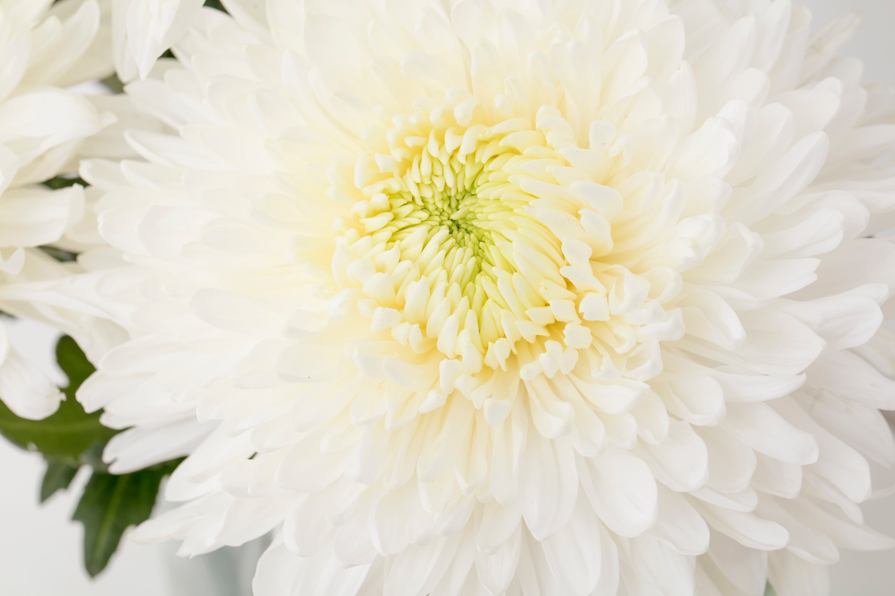 Disbud Chrysanthemums