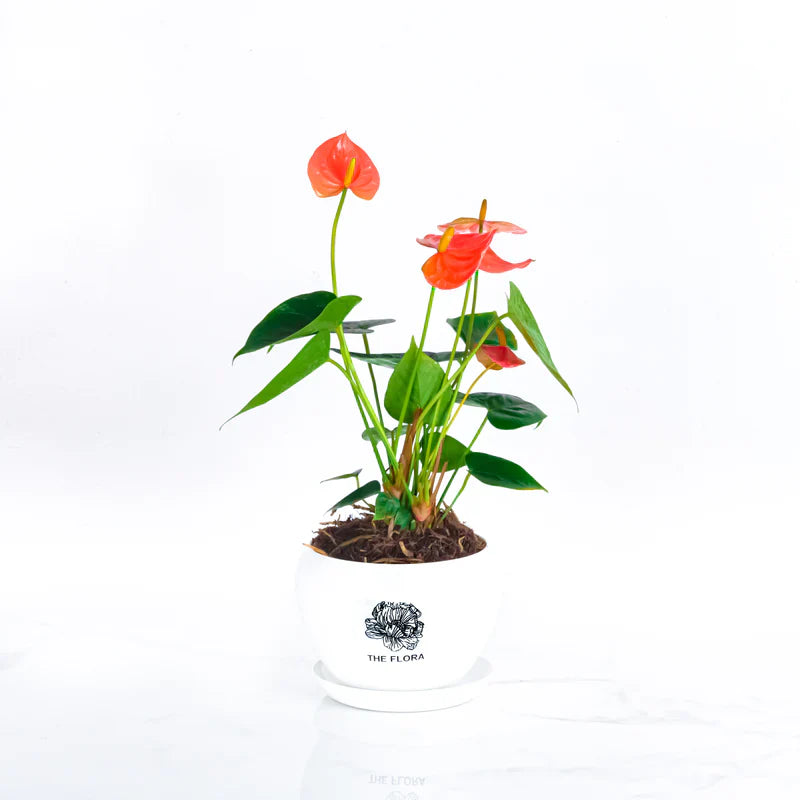 All About The Flora’s Potted Plants