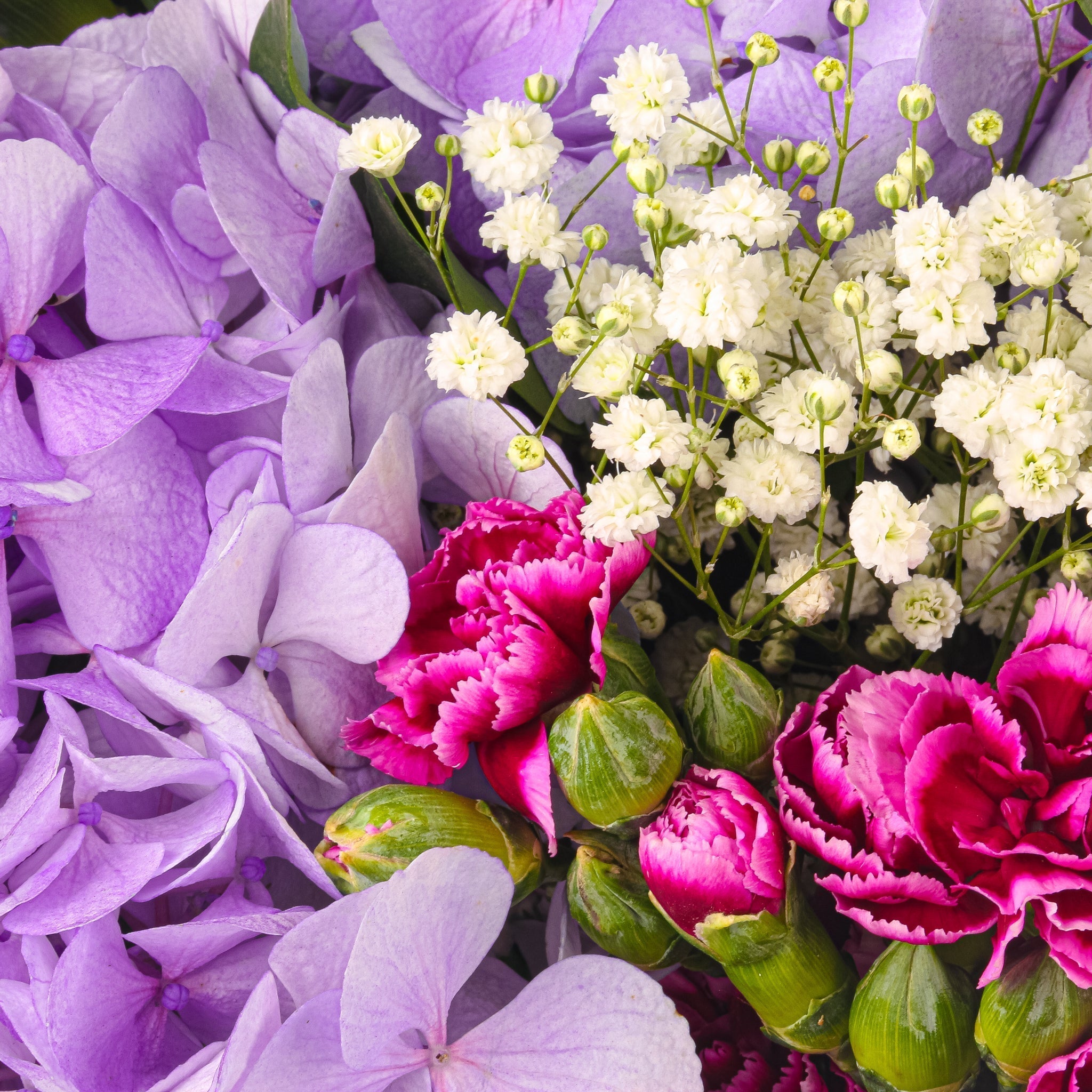 February Birth Flowers Guide: Violets & Primroses