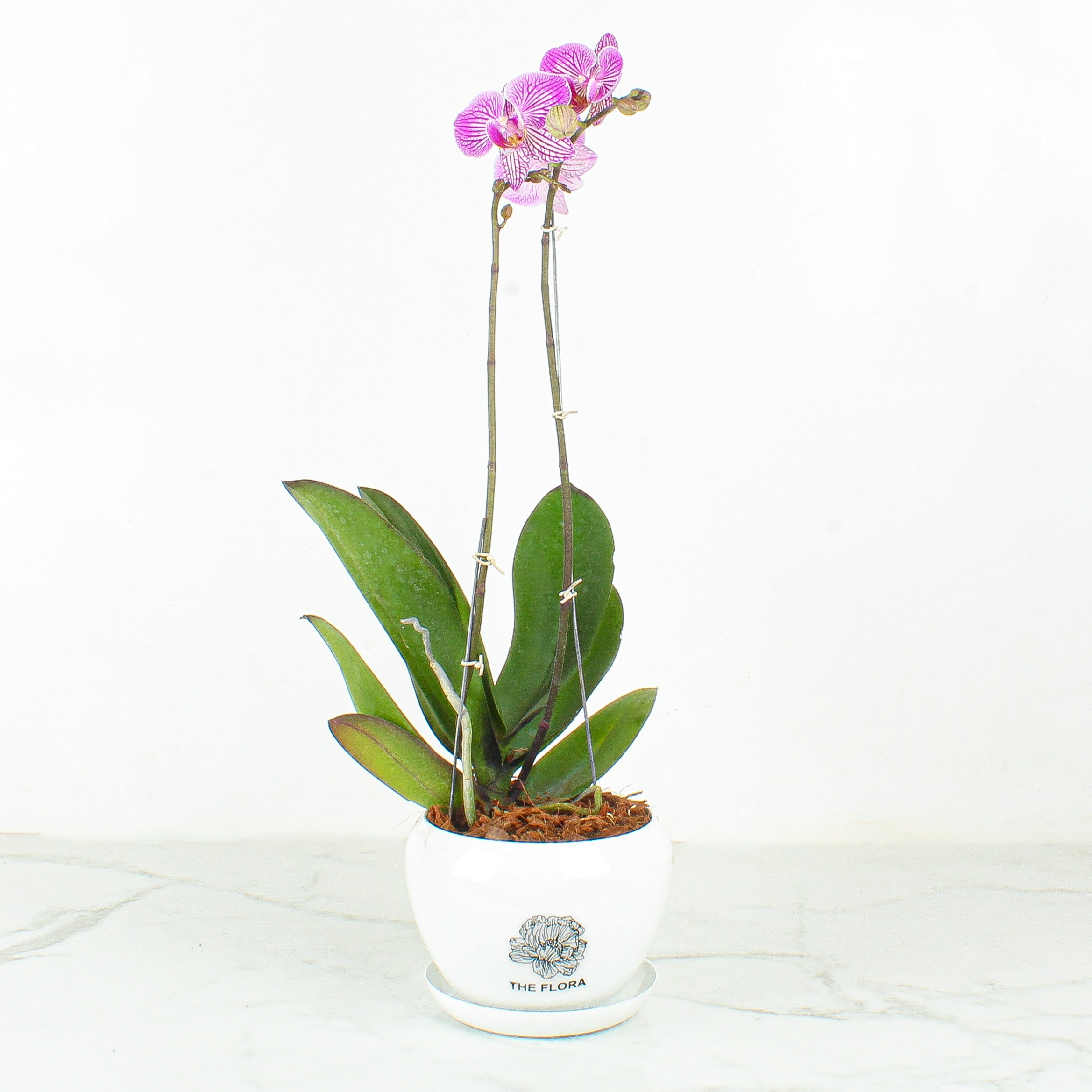 Top 13 Indoor Plants