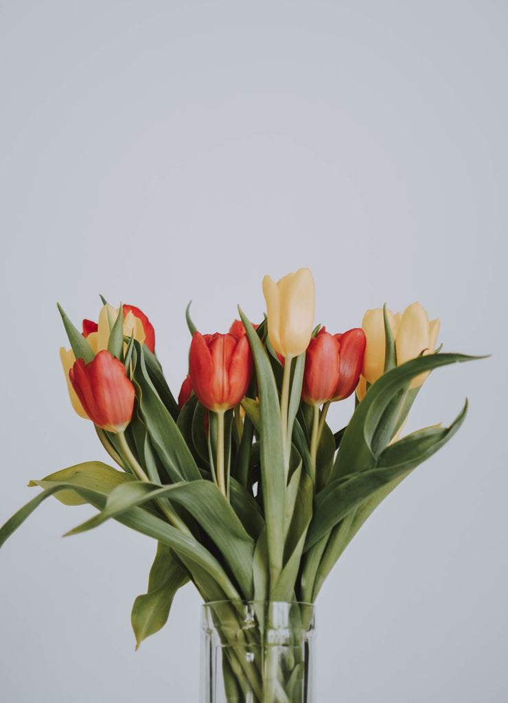 All About Tulips