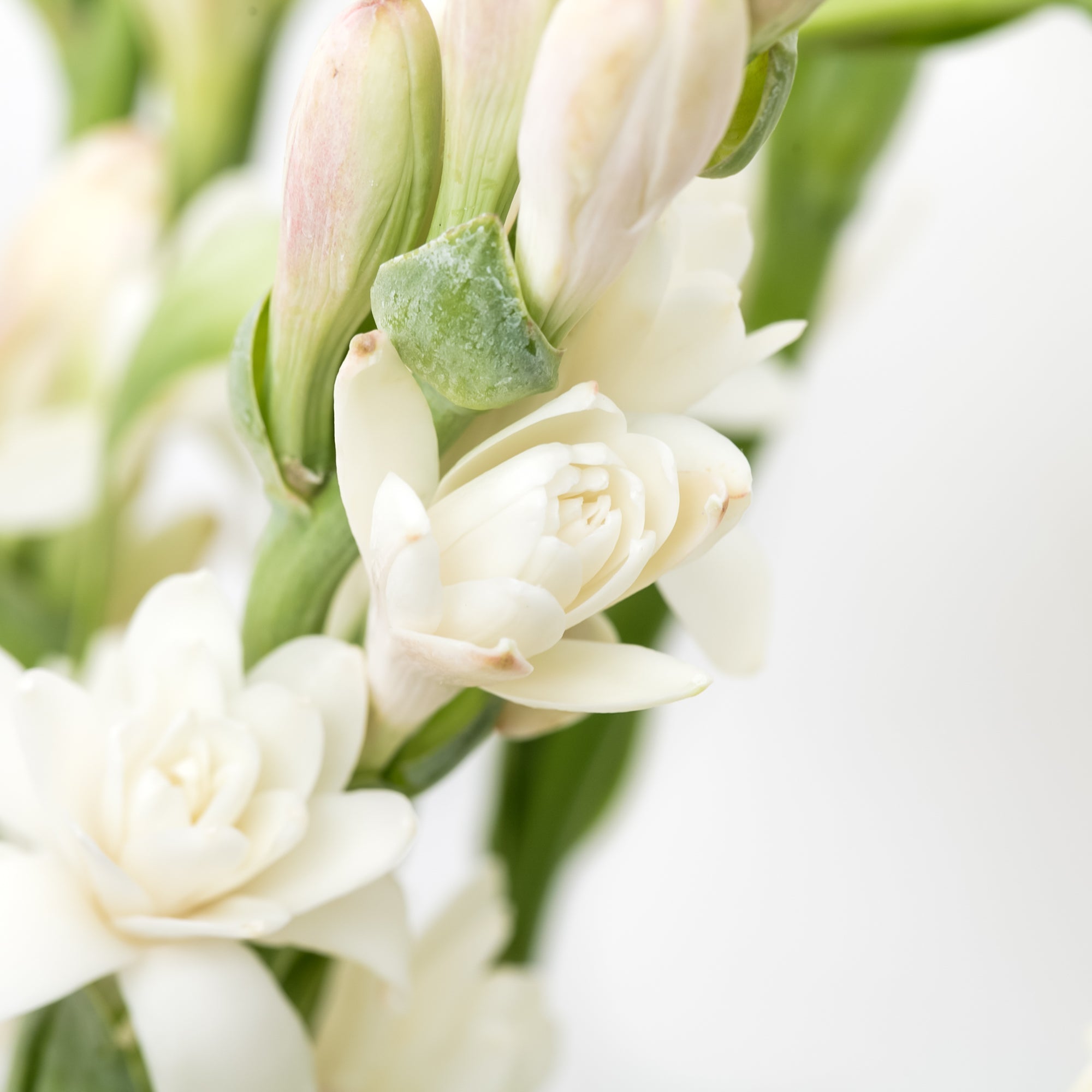 Rainy Season Flowers