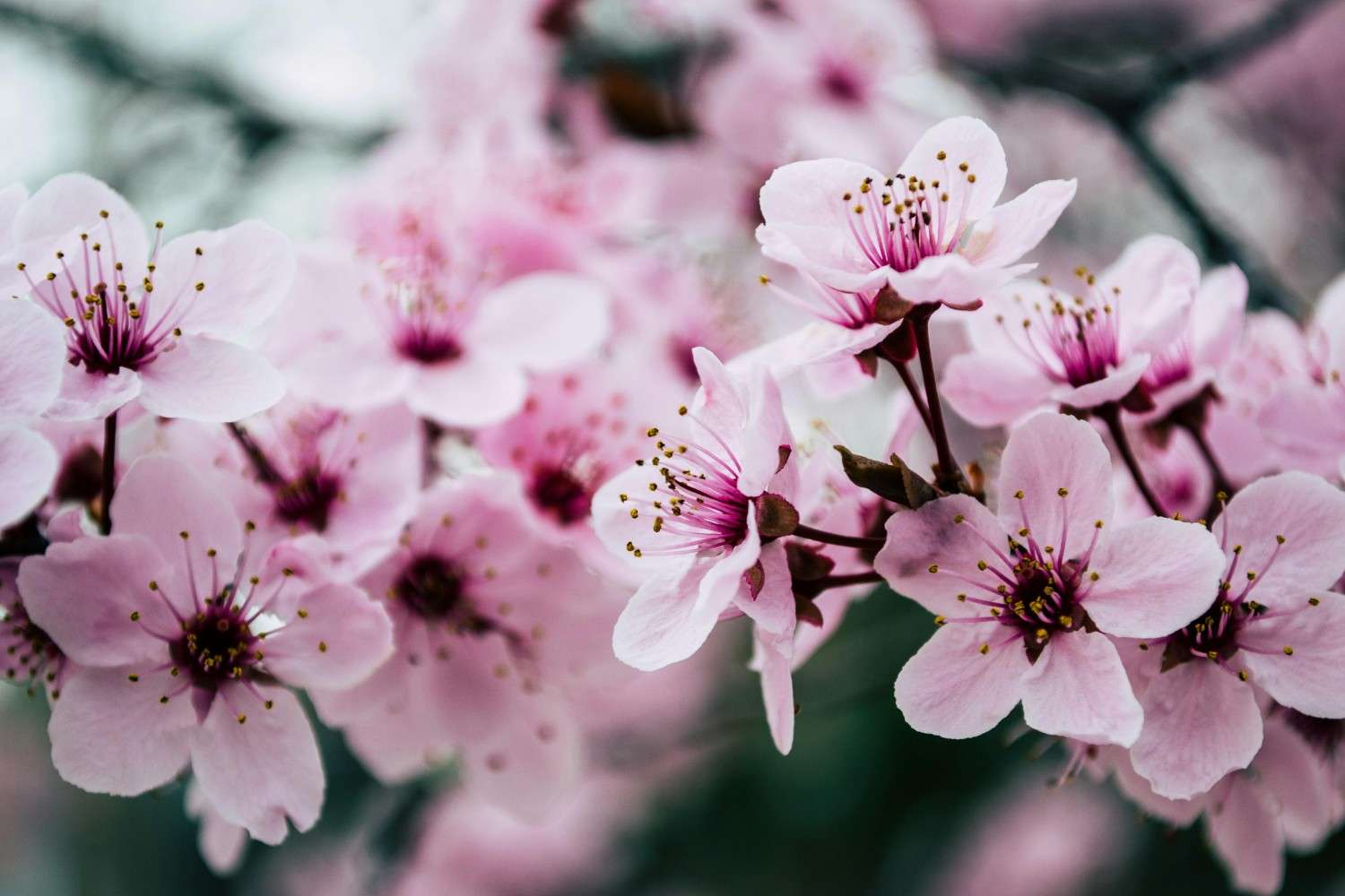 rare flowers in india