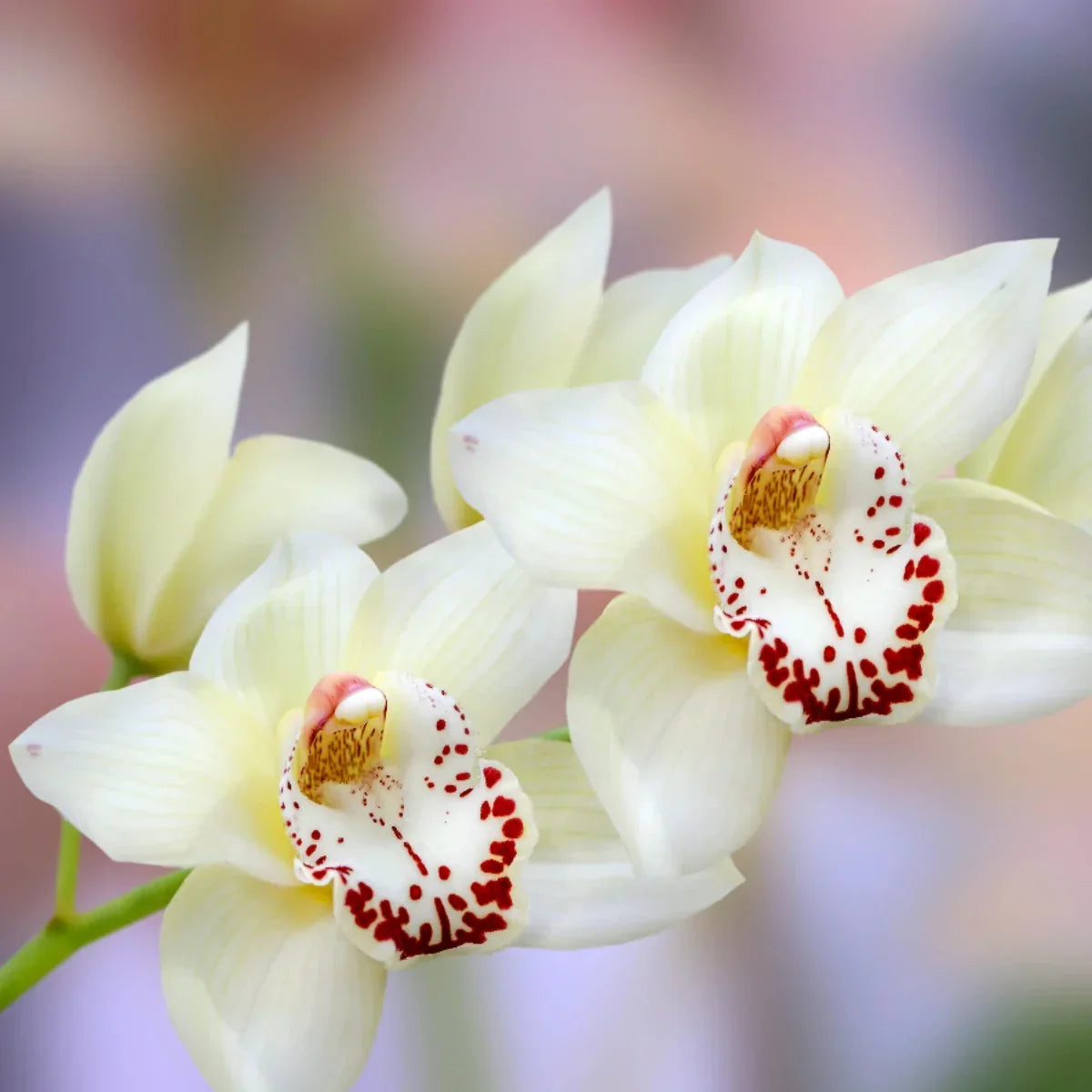 Rare Flowers In India 