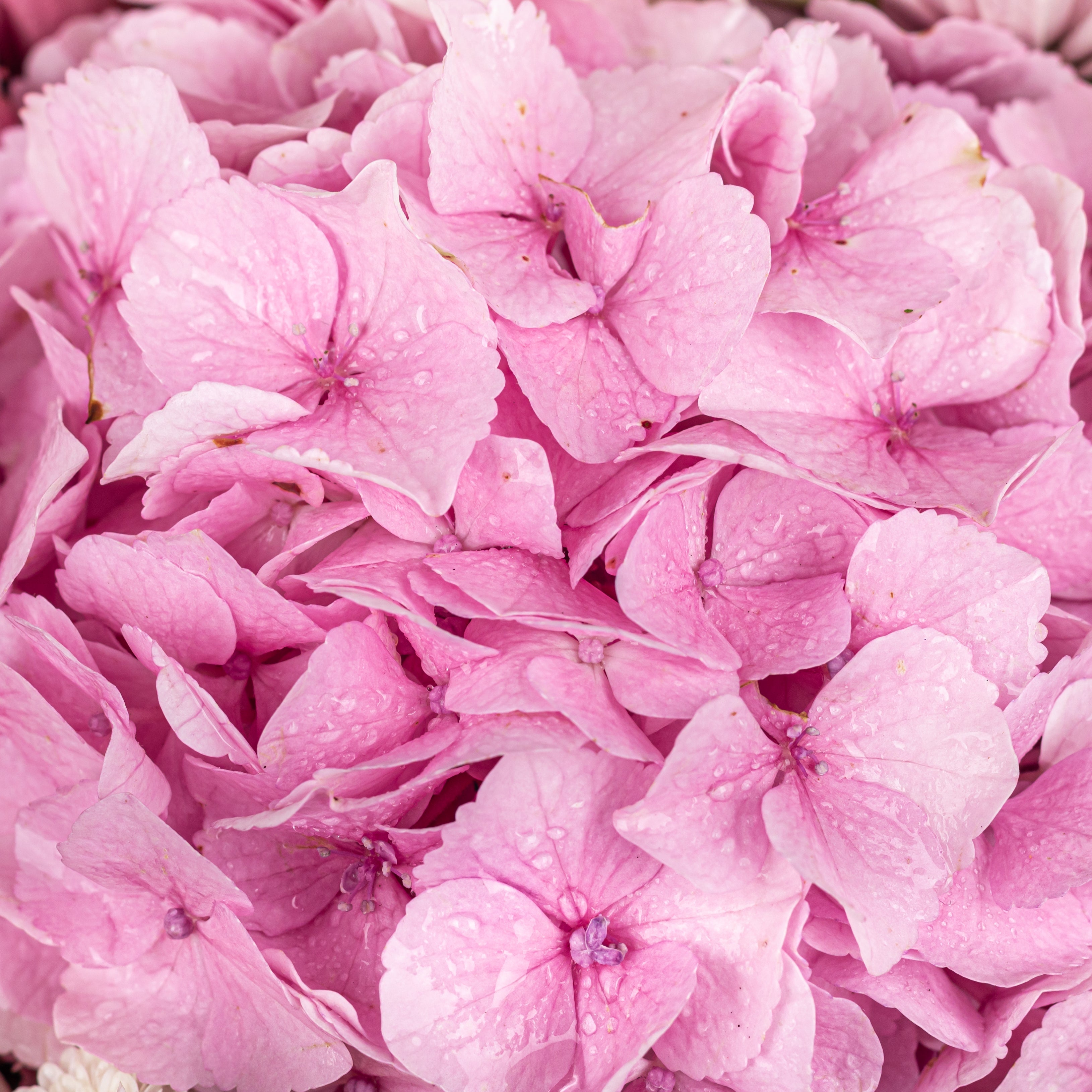 Hydrangea Haven Mumbai