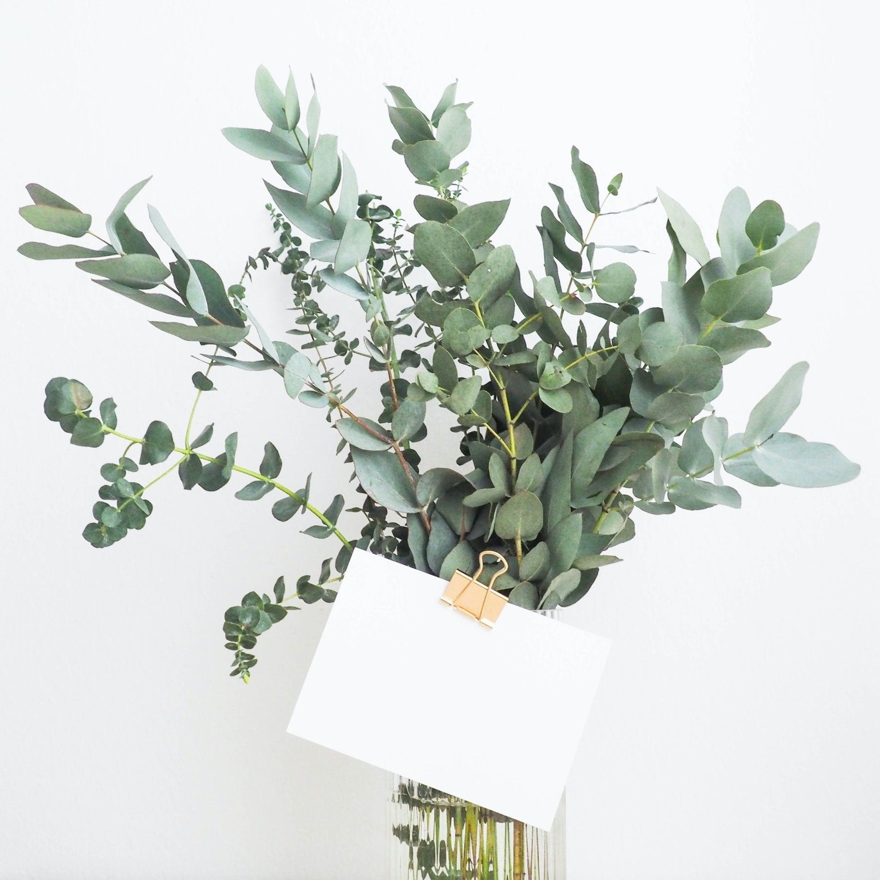 Eucalyptus // Delhi