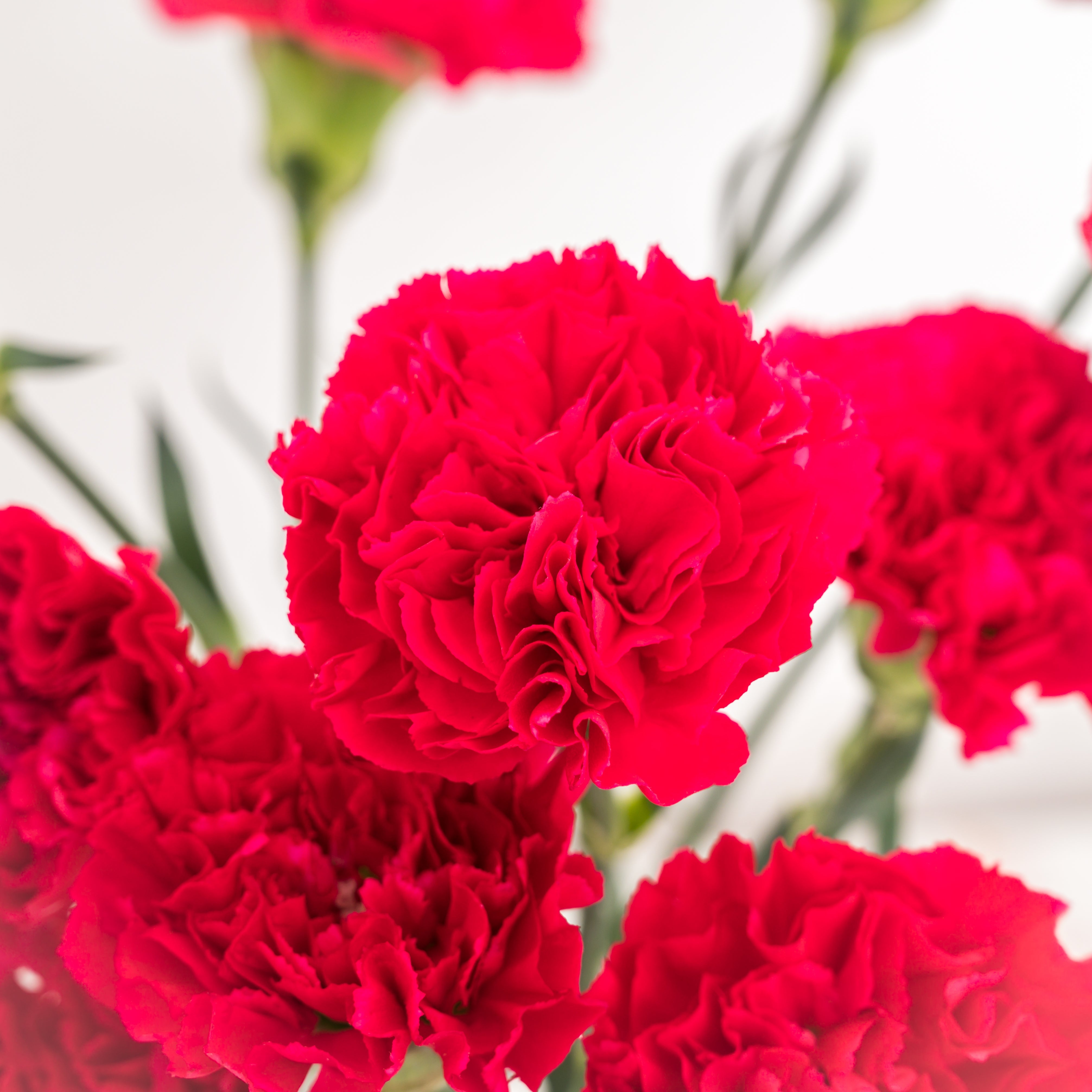 Carnations //Delhi