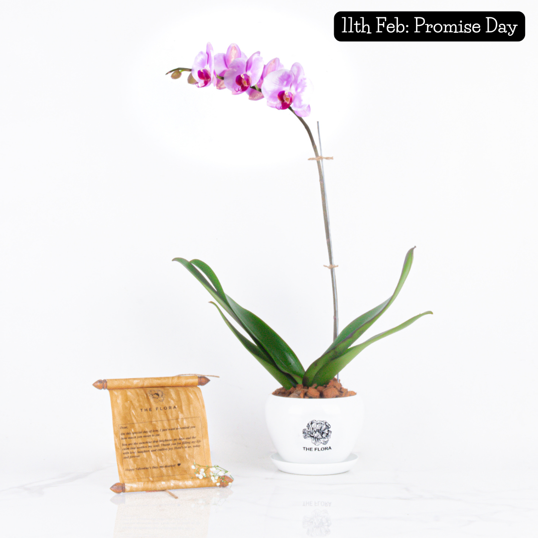 Daily Love Drops (8-Day Valentine's Subscription – Mini) - Floral wonders delivered everyday for 8 days straight!