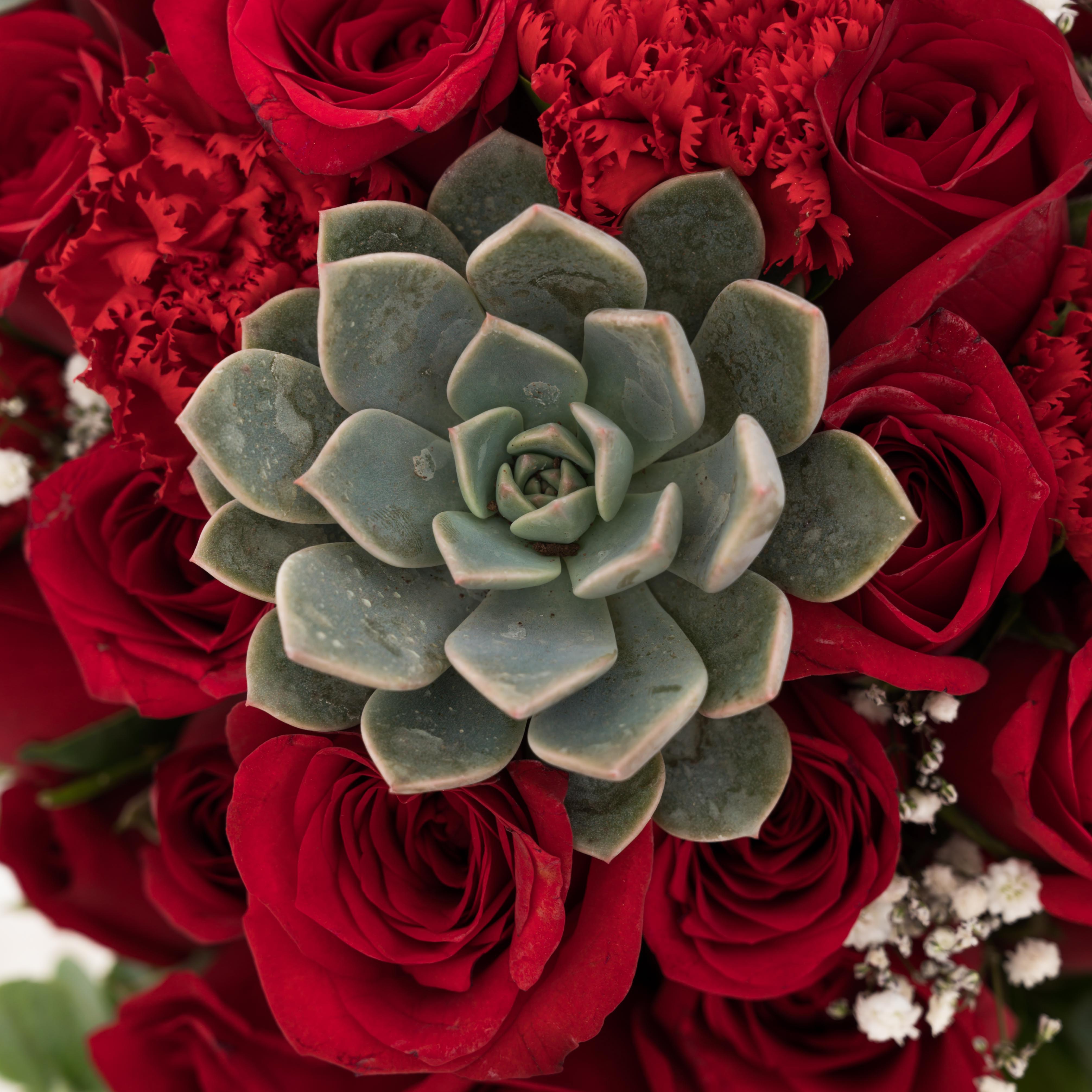 Red Succulent Garden //Delhi