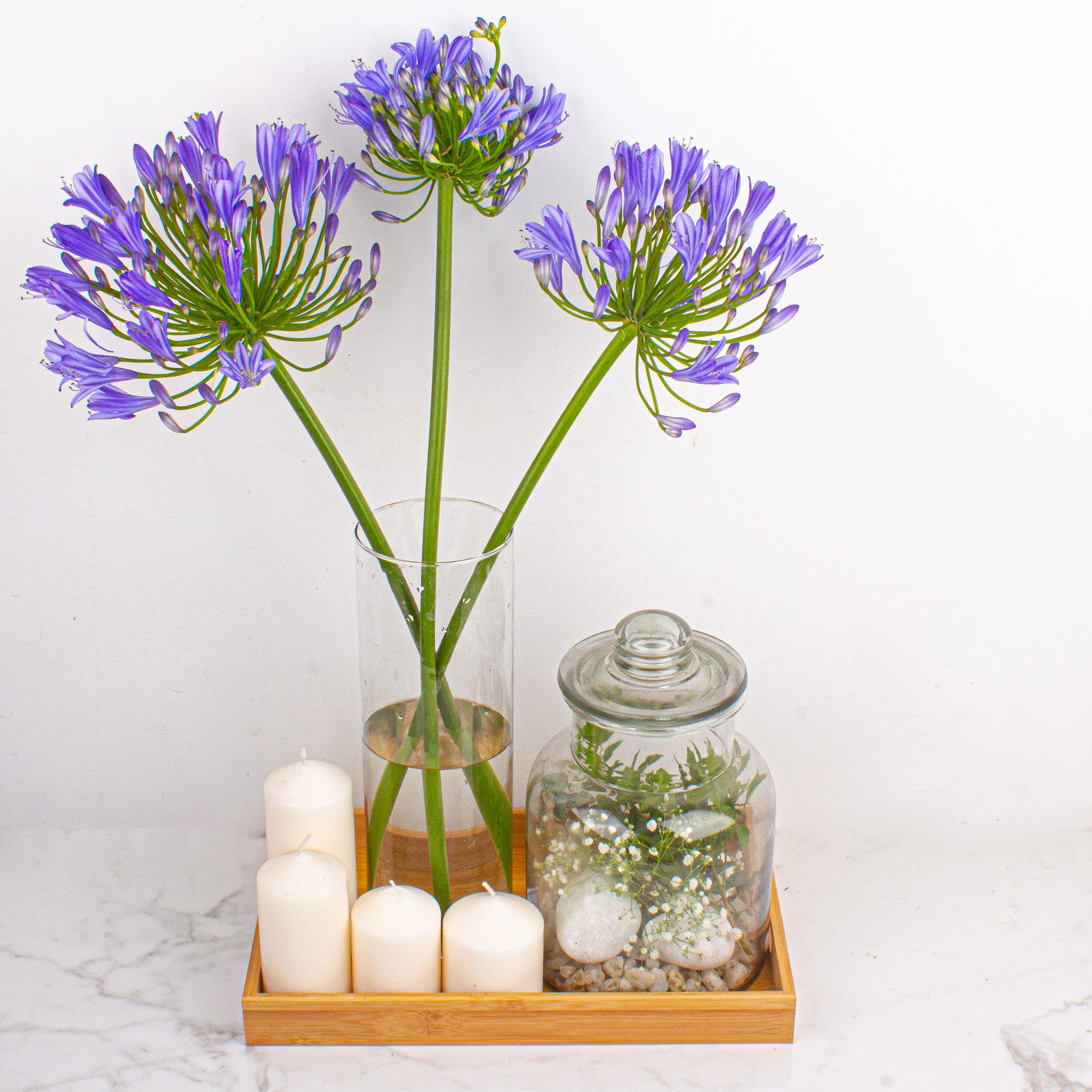 Agapanthus