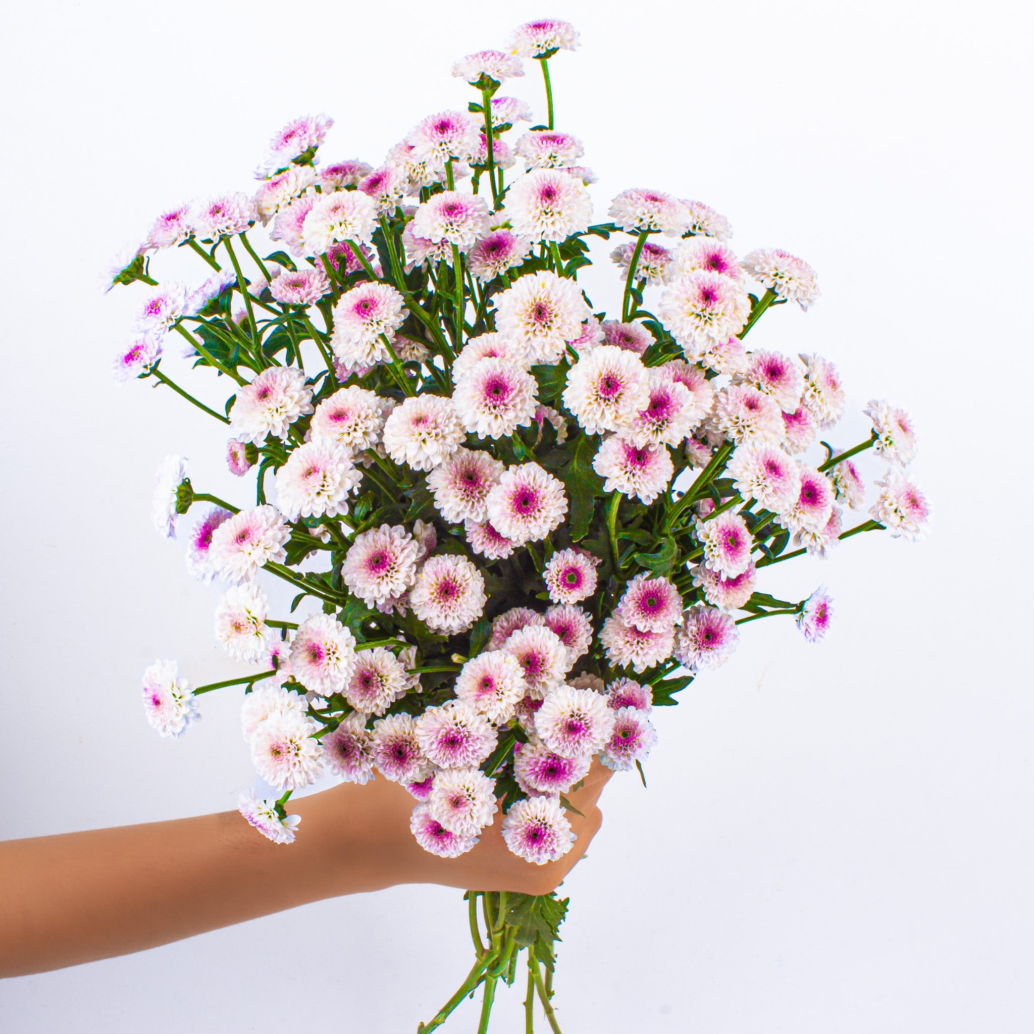 Button Chrysanthemums