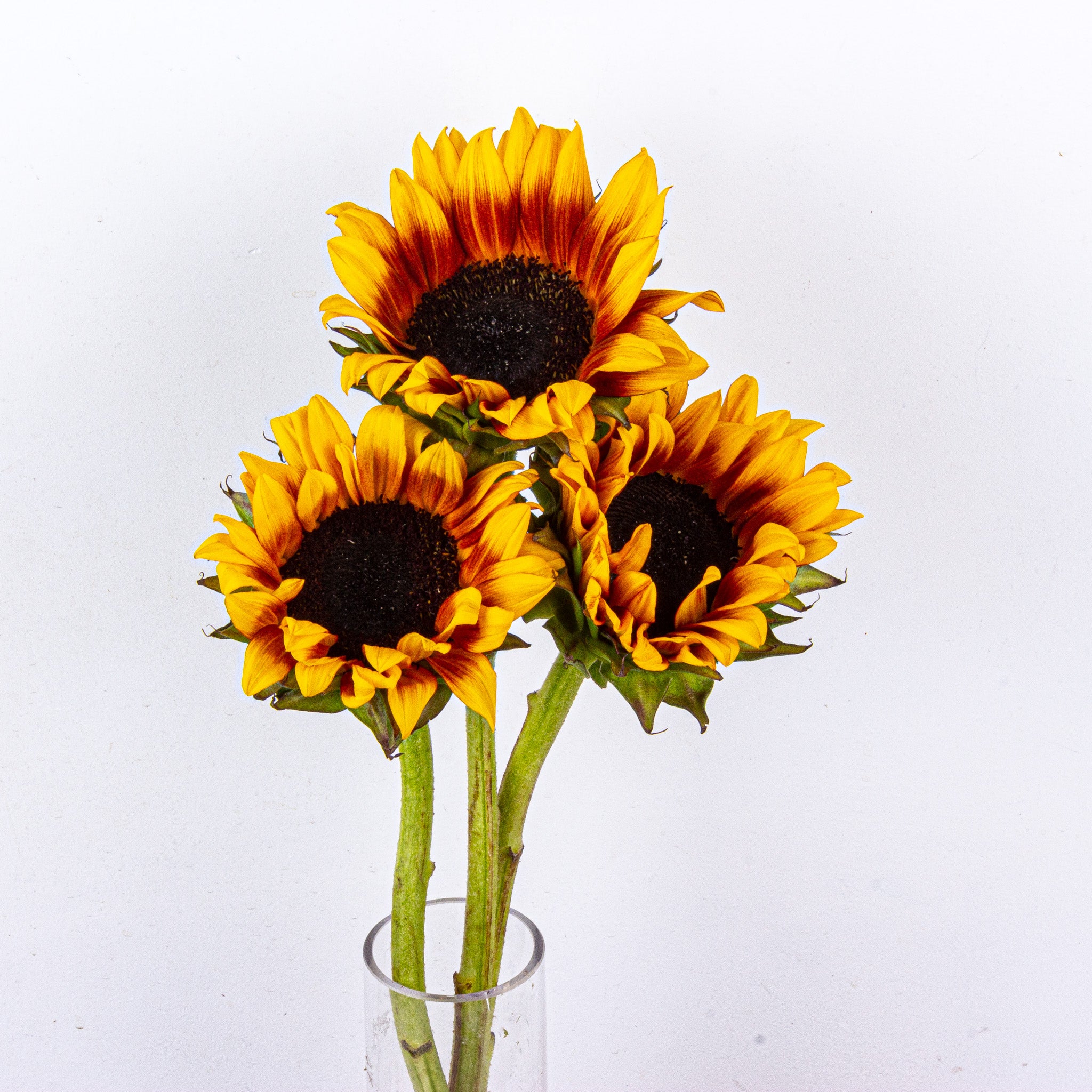 Sunflowers (Bi-Colour)