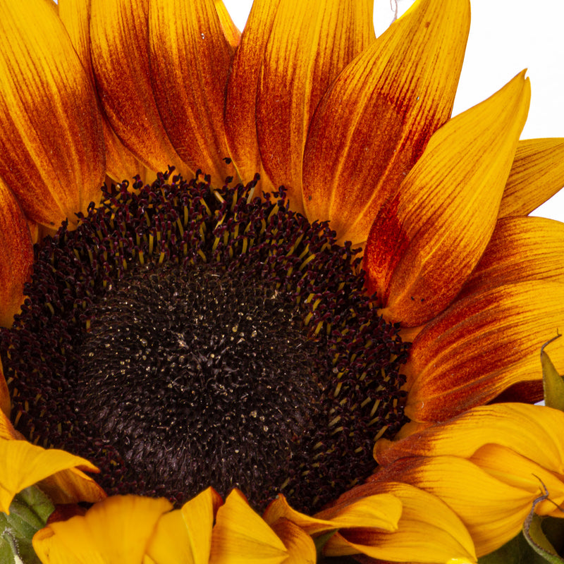 Sunflower (Bi-Colour)