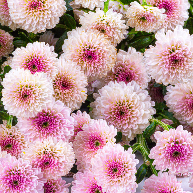 Button Chrysanthemums