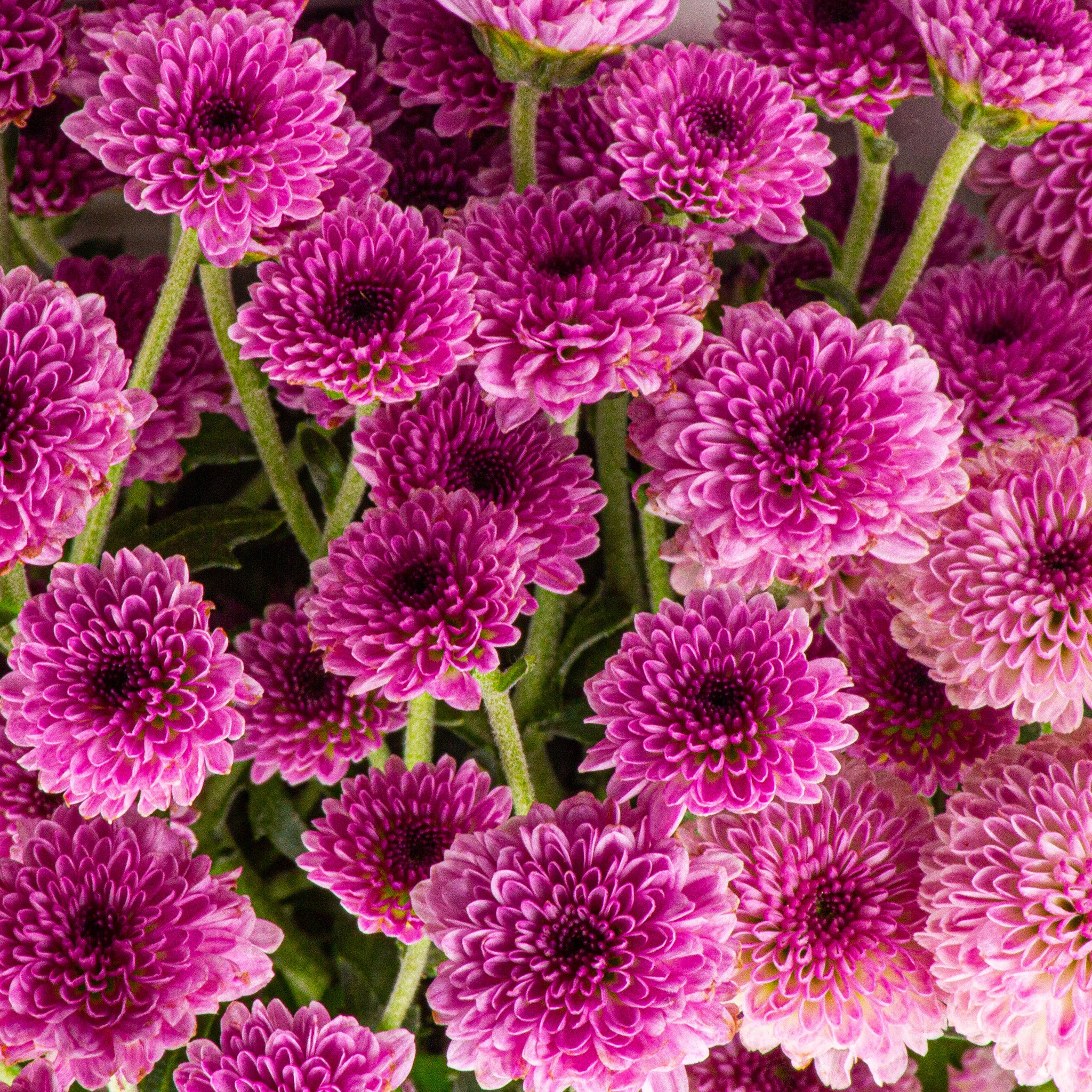 Button Chrysanthemums