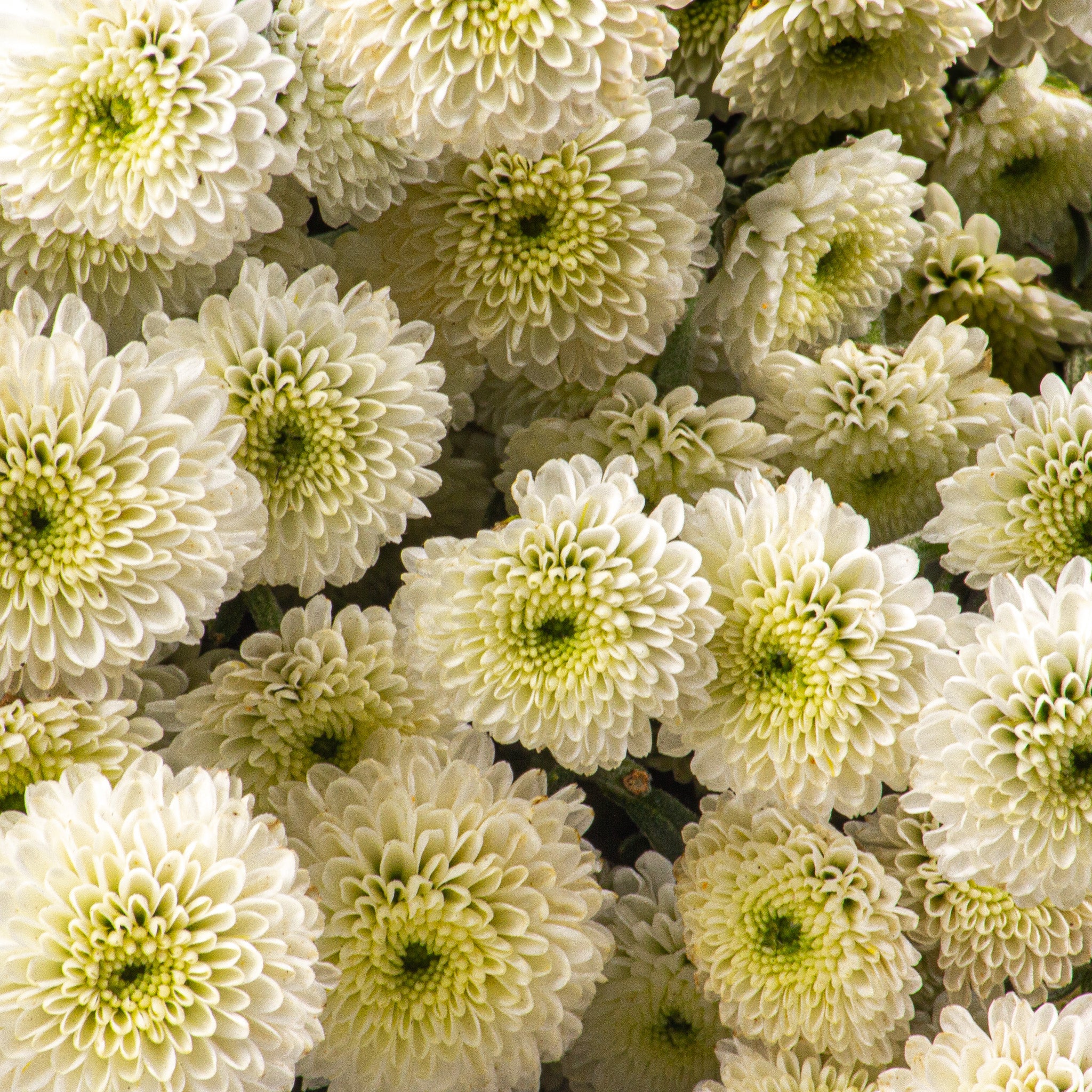 Button Chrysanthemums