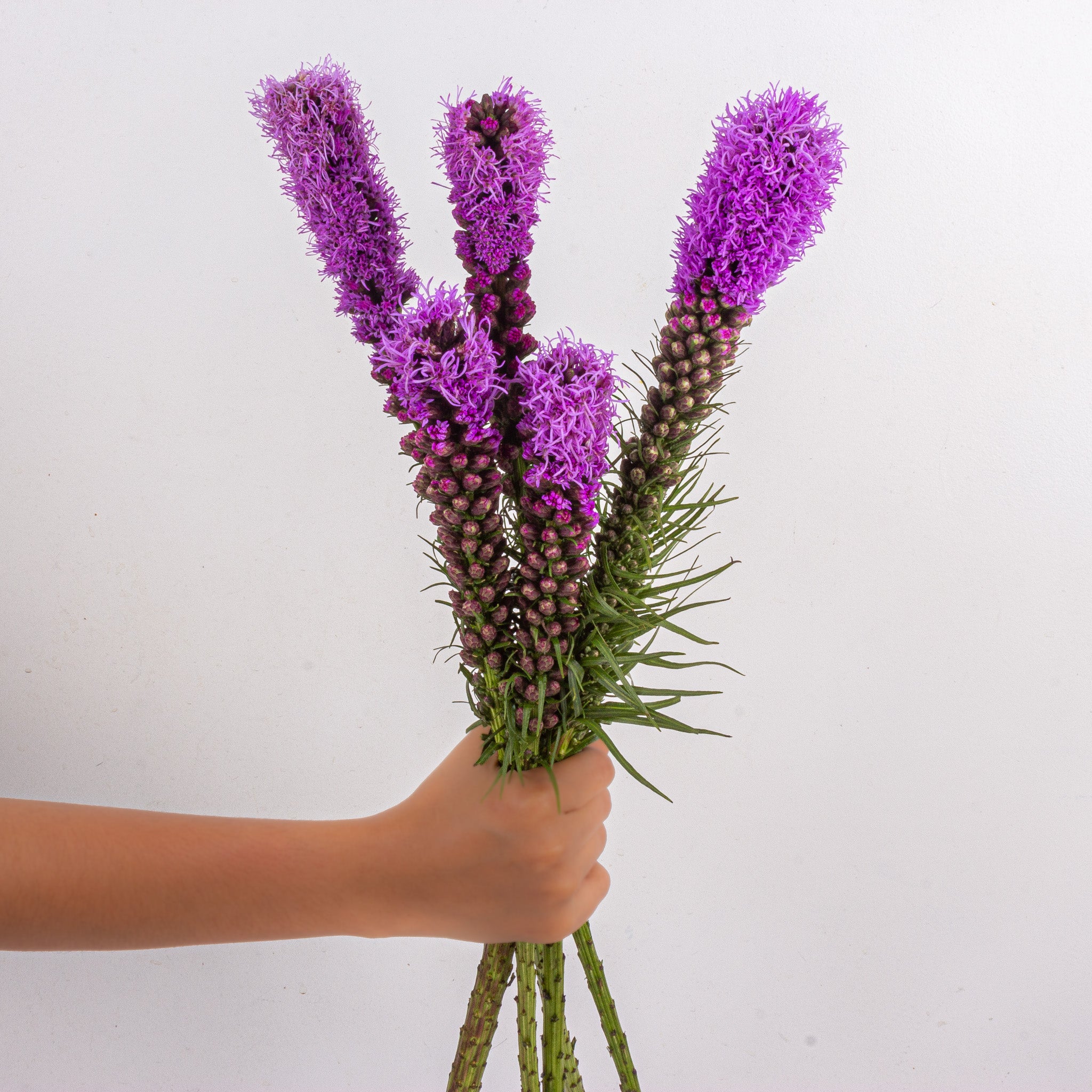 Liatris