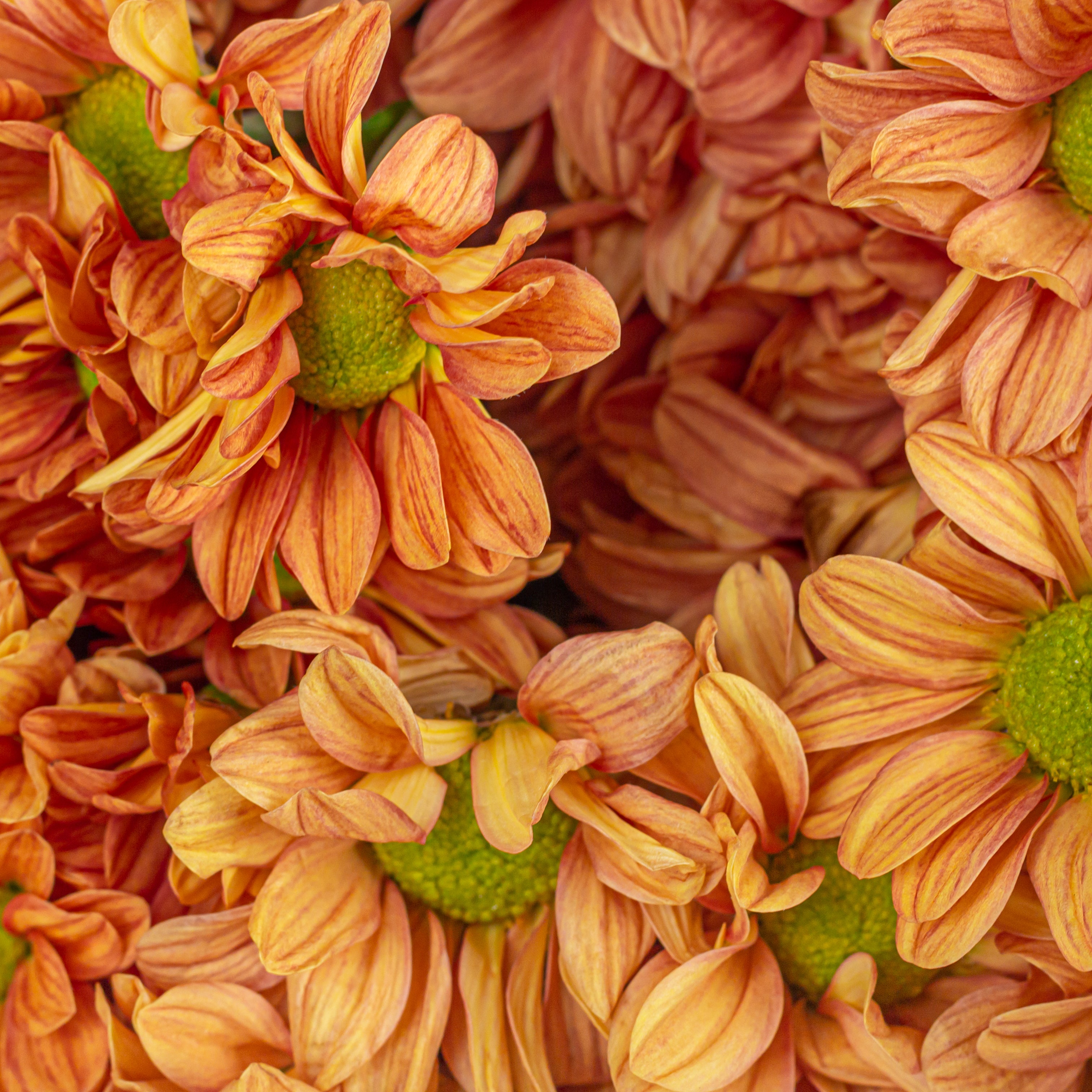Close-up of orange flowers with green centers. of a  Bouquet of orange flowers Santini Chrysanthemum wrapped in brown paper with 'The Flora' logo. Online cut flowers with same day delivery at www.theflora.in