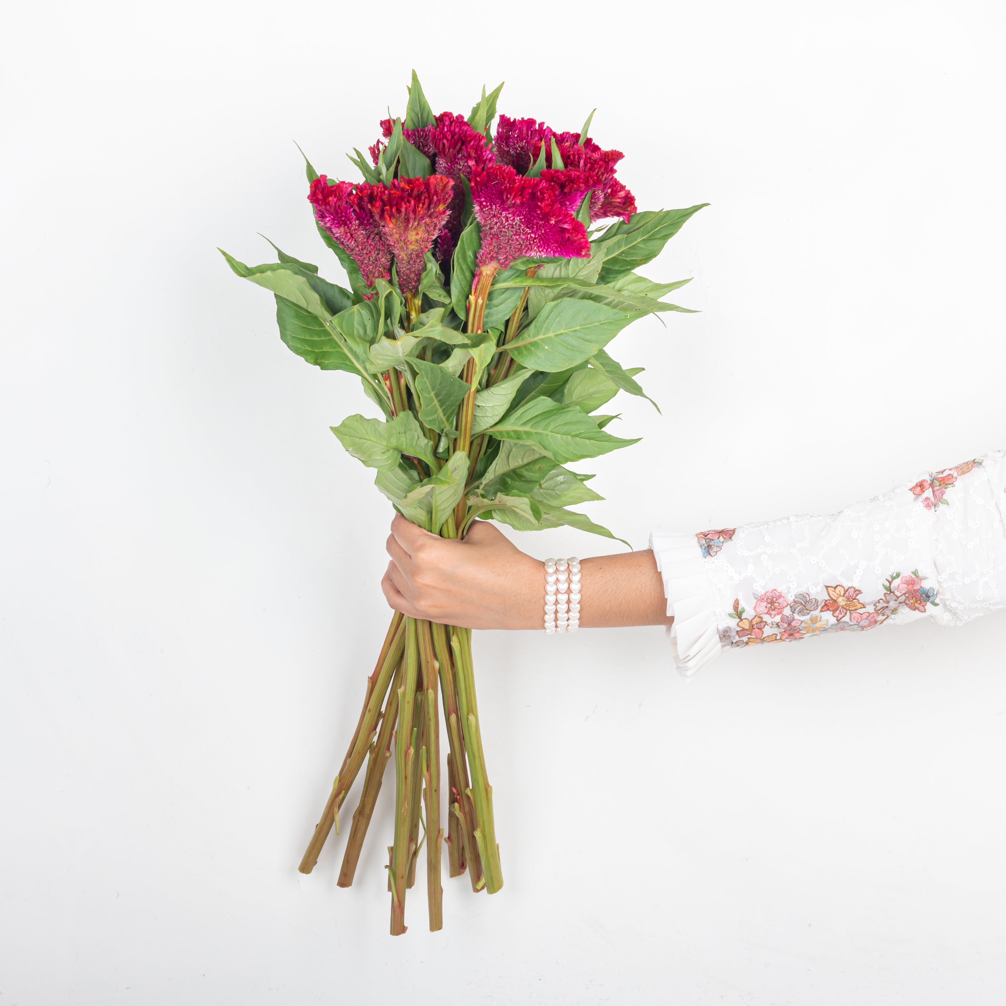 Celosia (Cockscomb)