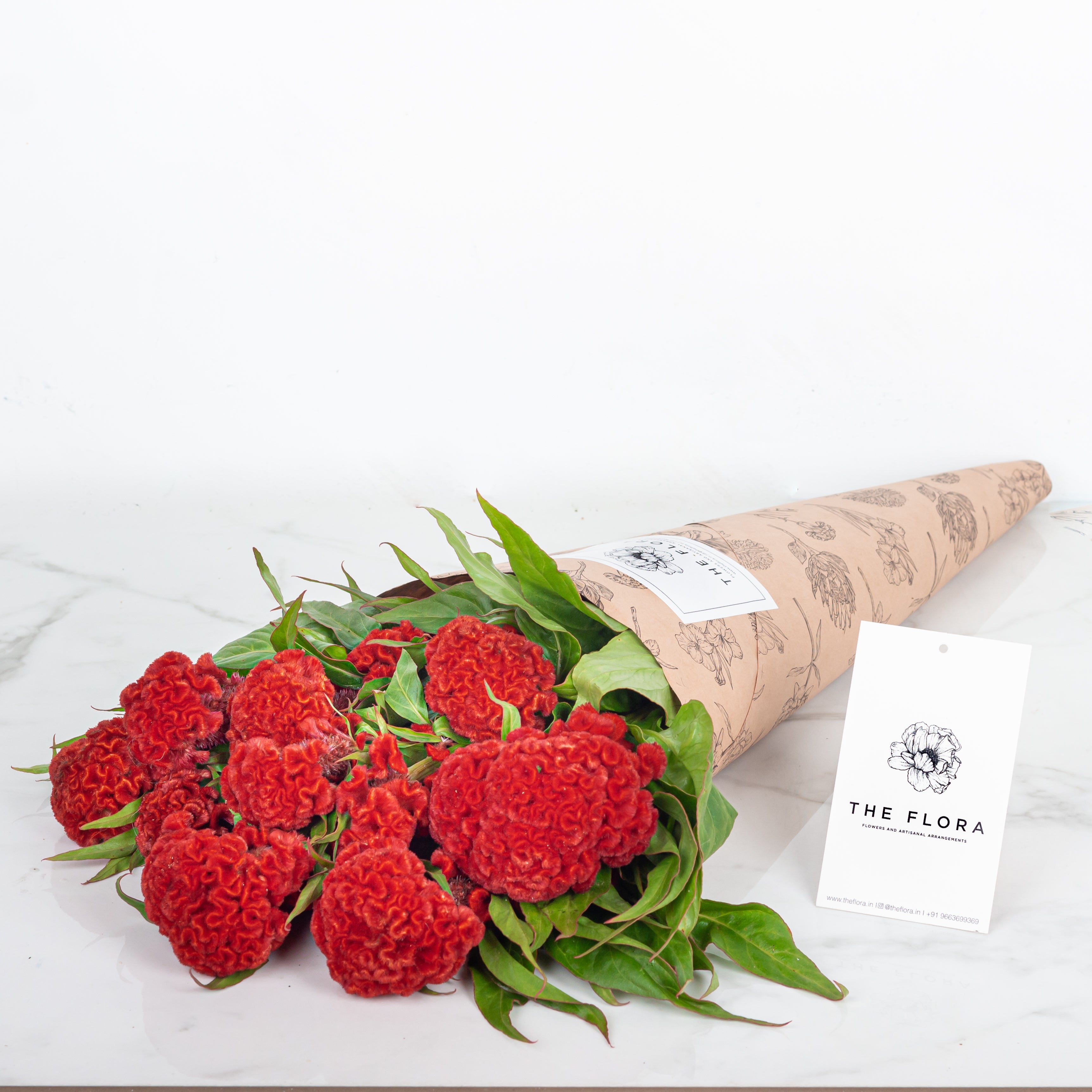Celosia (Cockscomb)