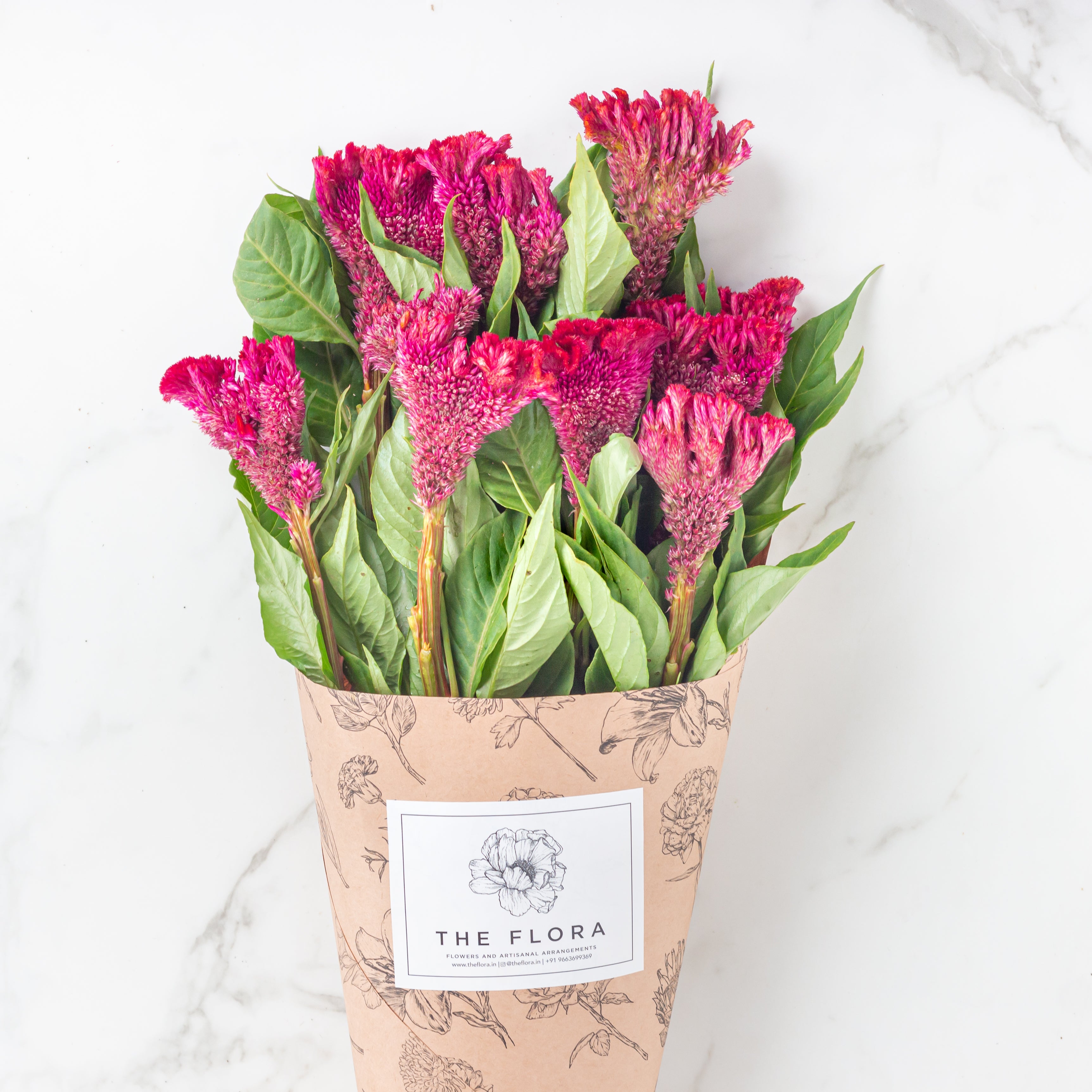 Celosia (Cockscomb)