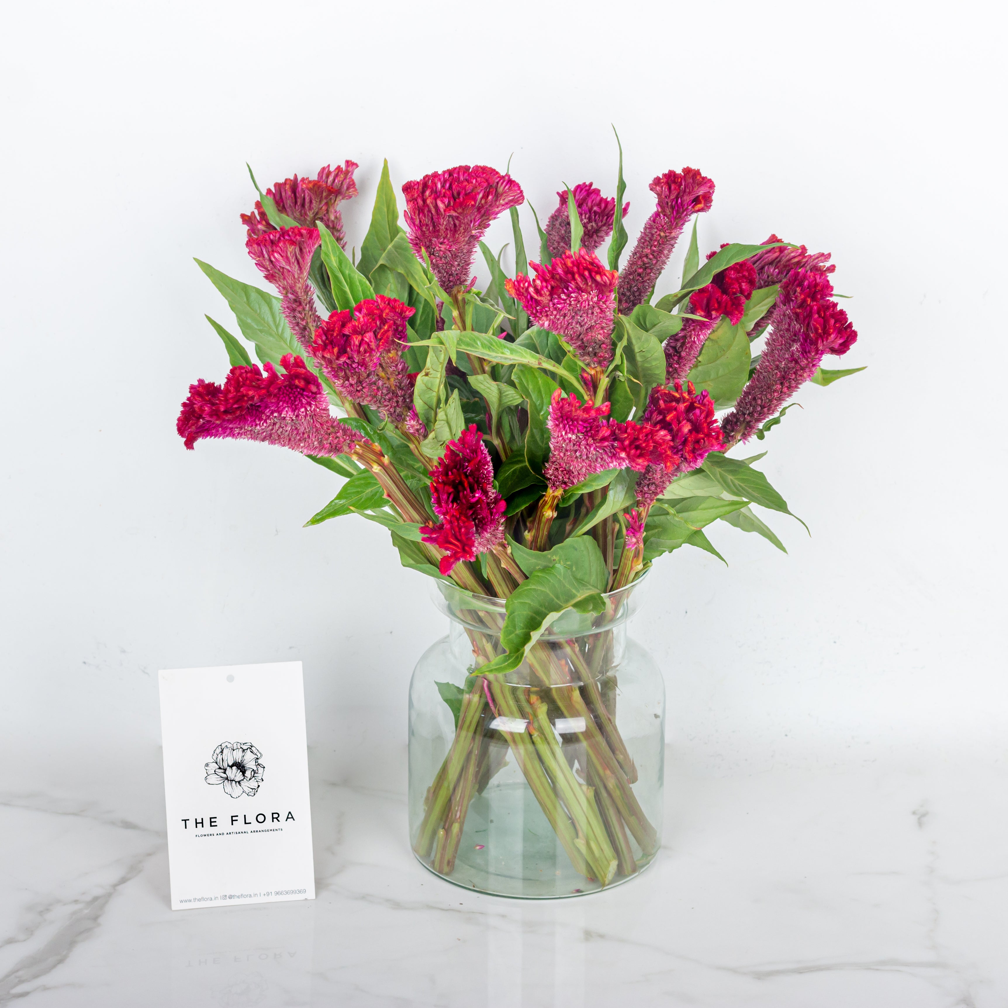 Celosia (Cockscomb)