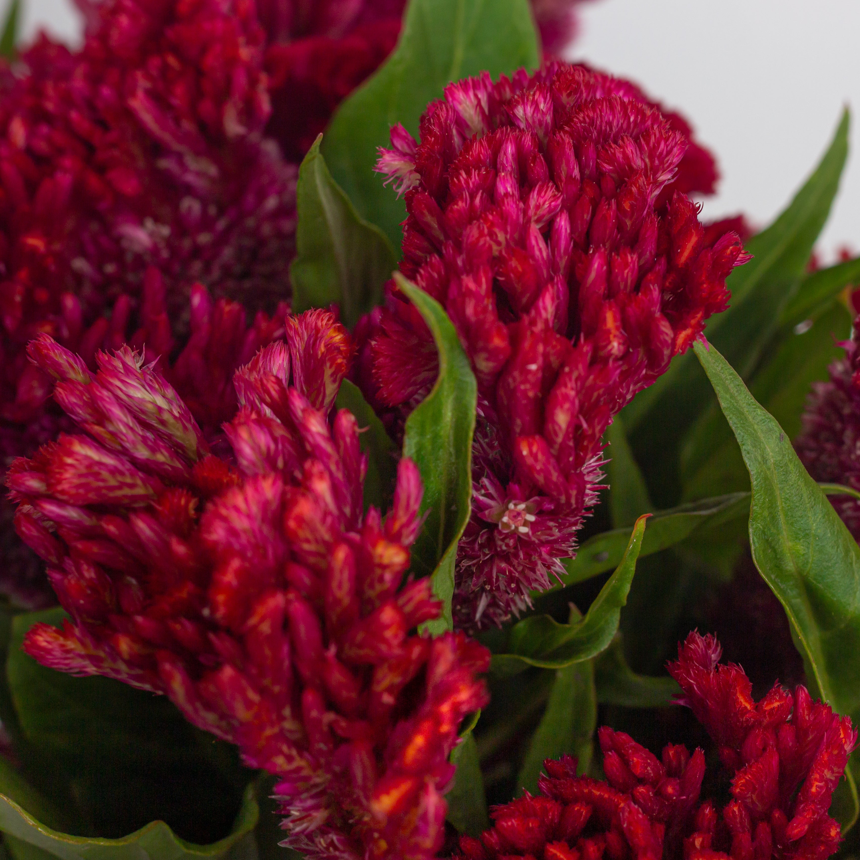 Celosia (Cockscomb)