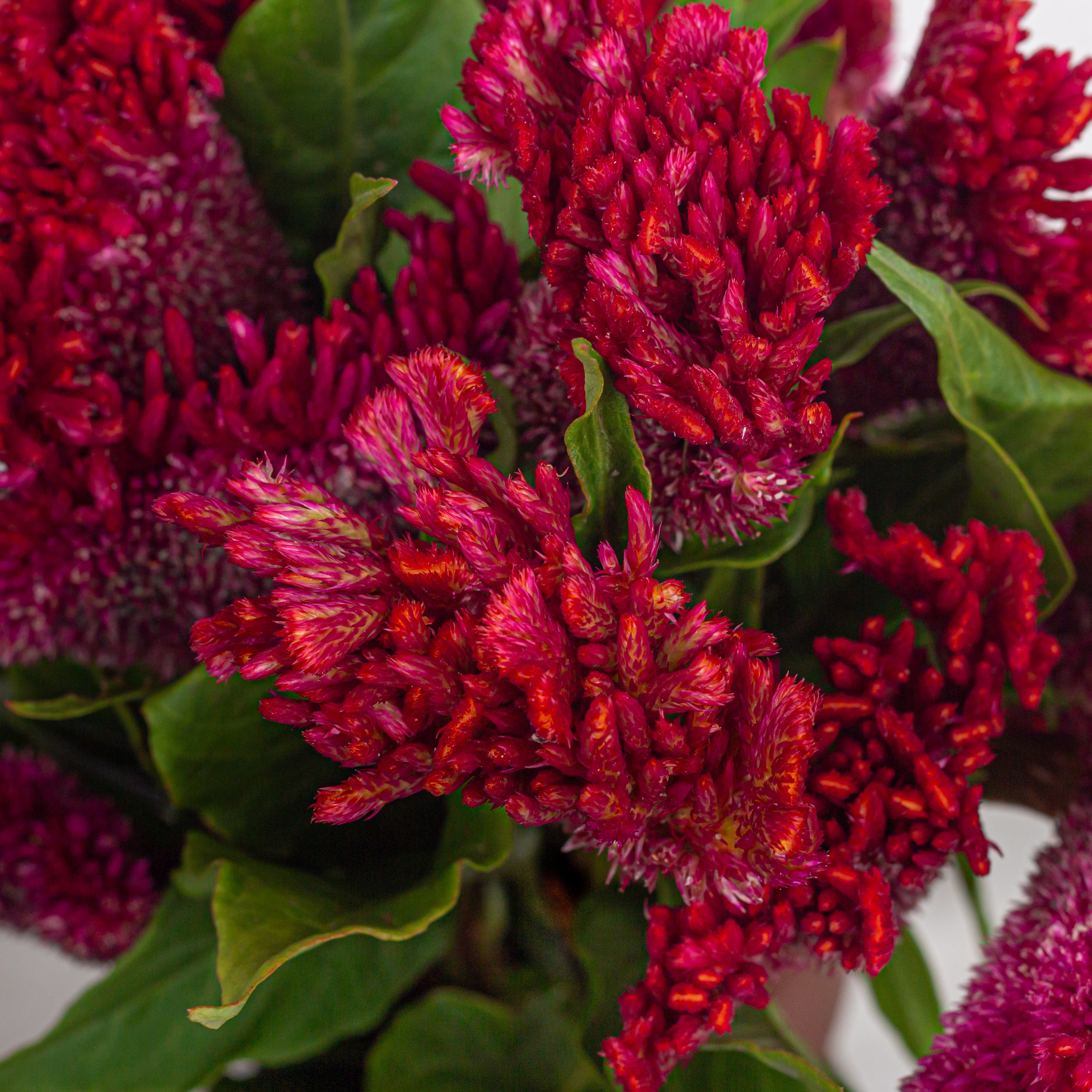 Celosia (Cockscomb)