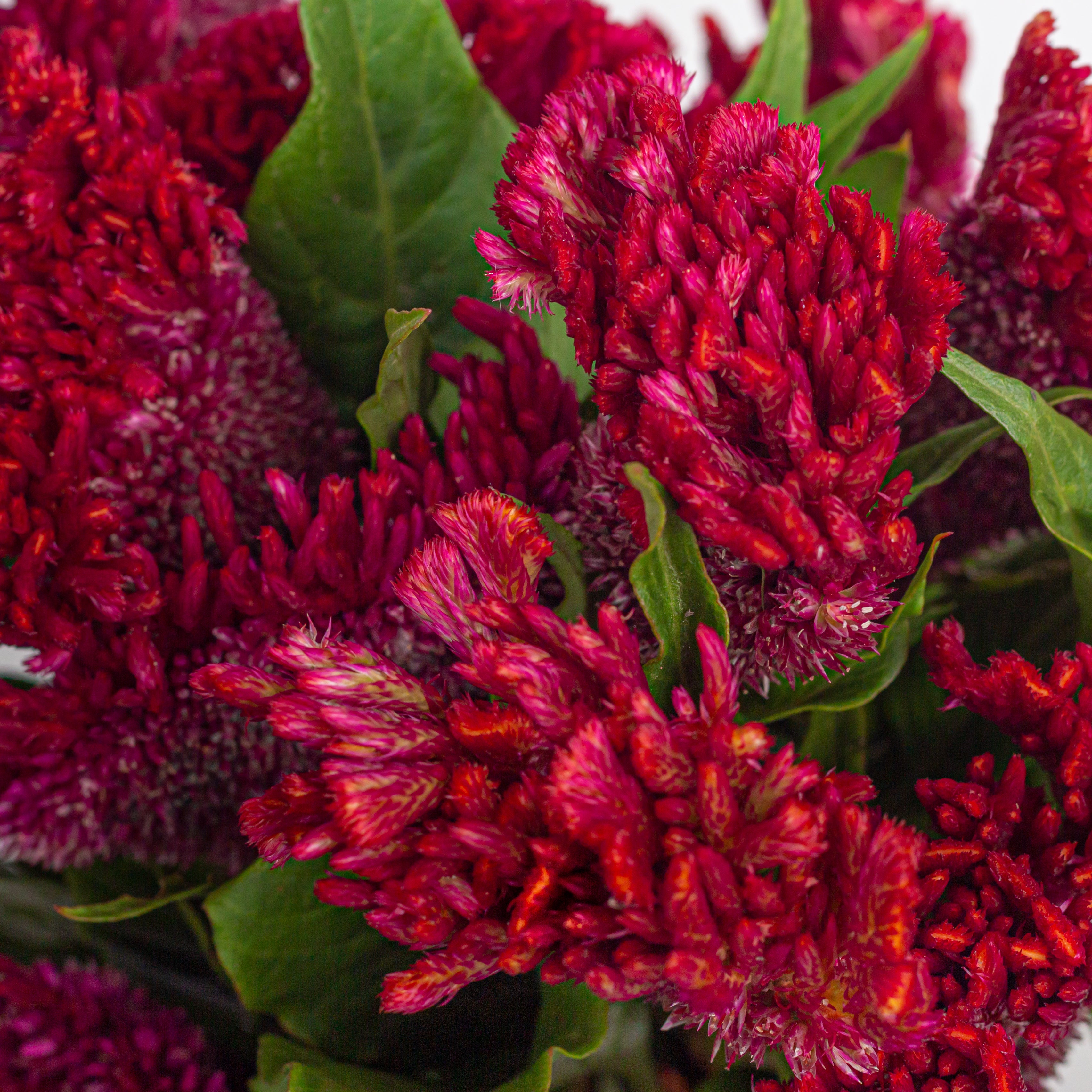 Celosia (Cockscomb)