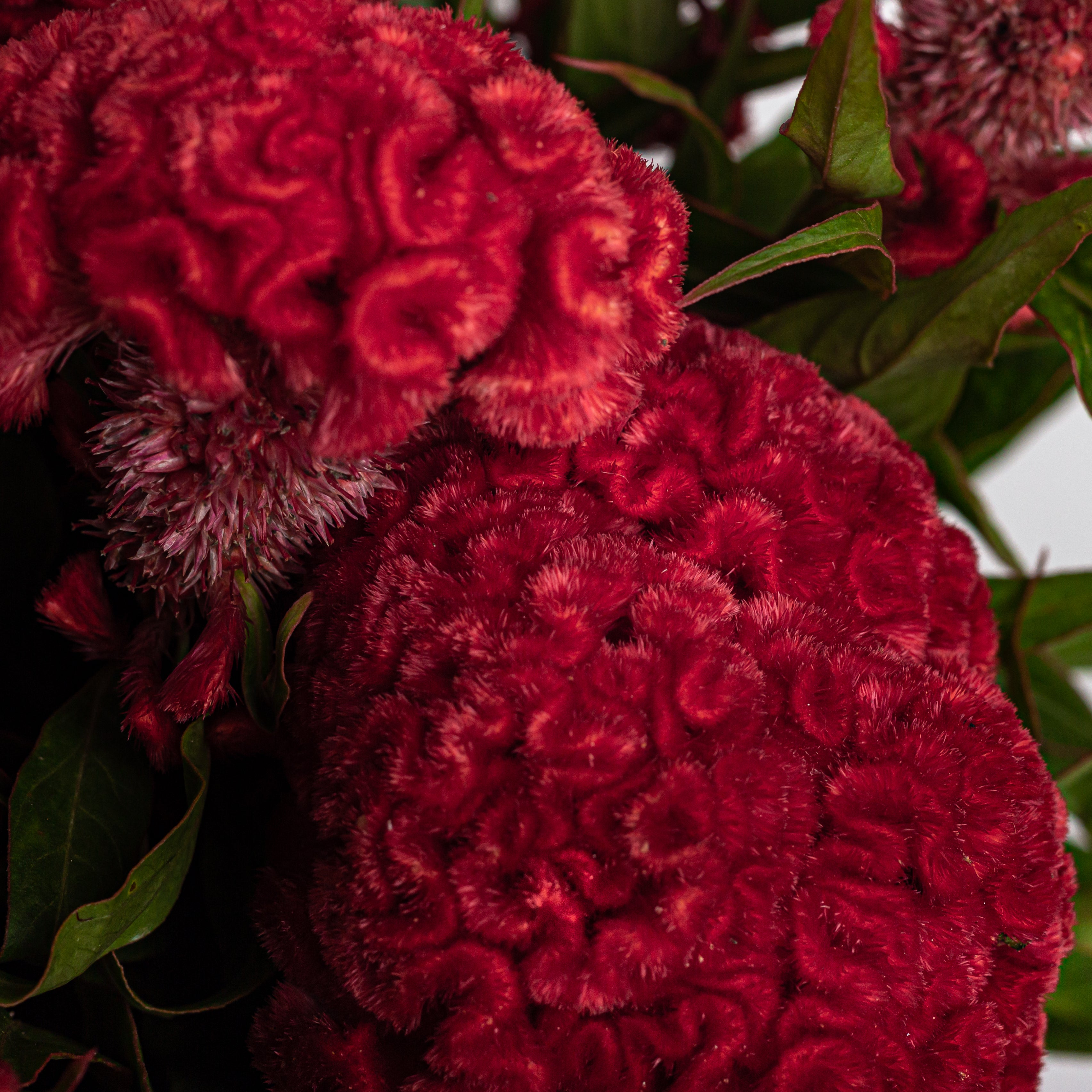 Celosia (Cockscomb)
