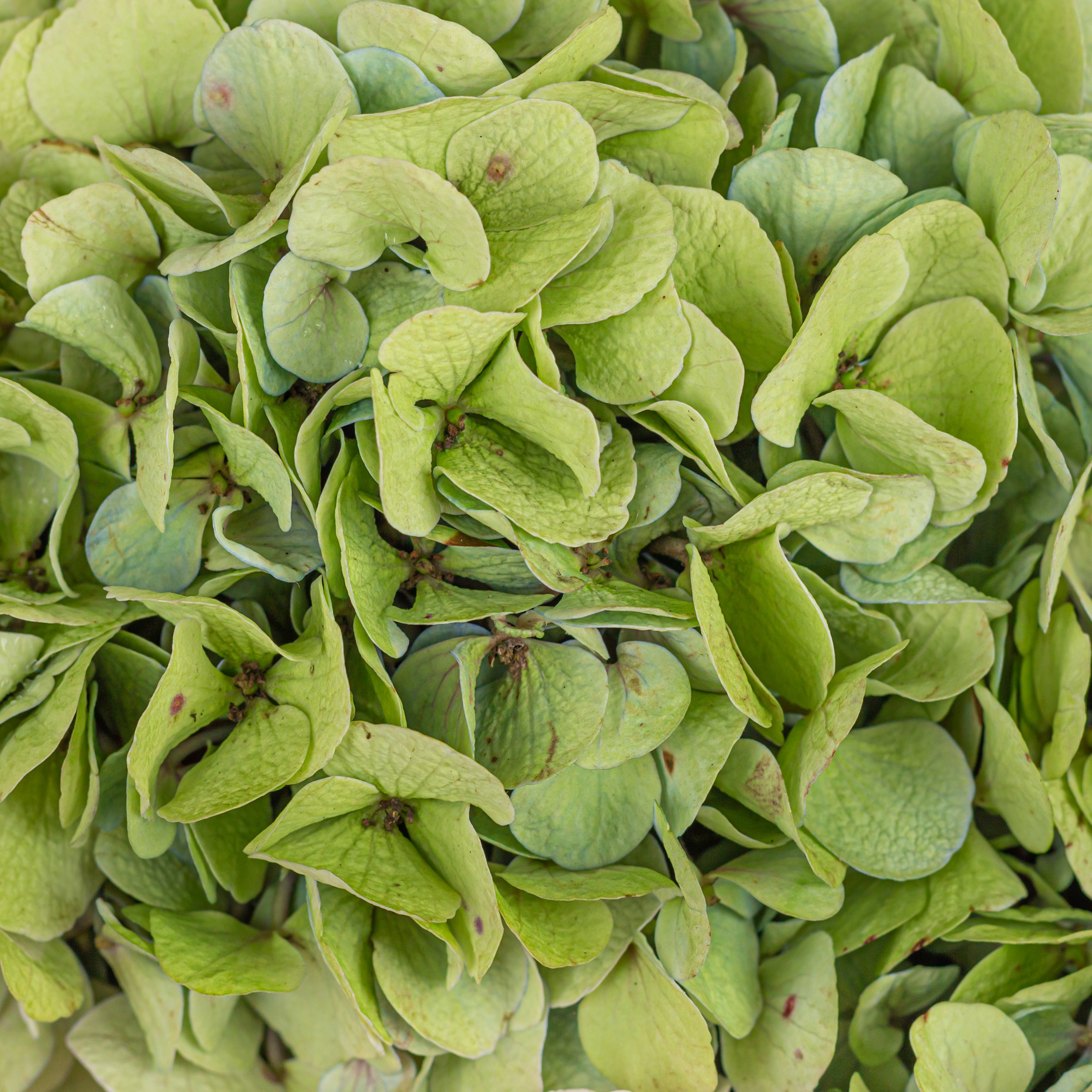 Close-up: "Fragrant oriental lilies red roses romantic hydrangea arrangement"