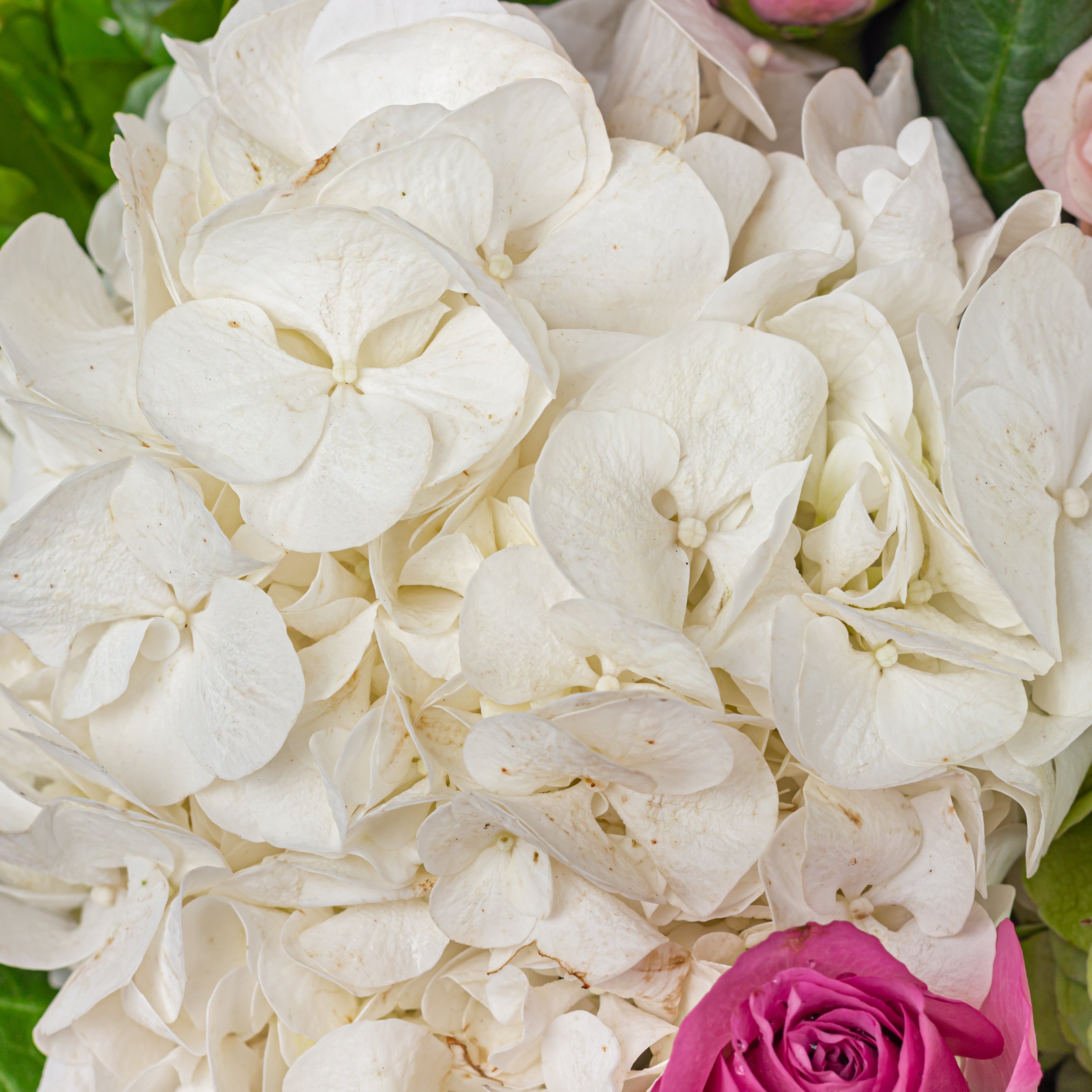 Close-up: "Fragrant oriental lilies red roses romantic hydrangea arrangement"