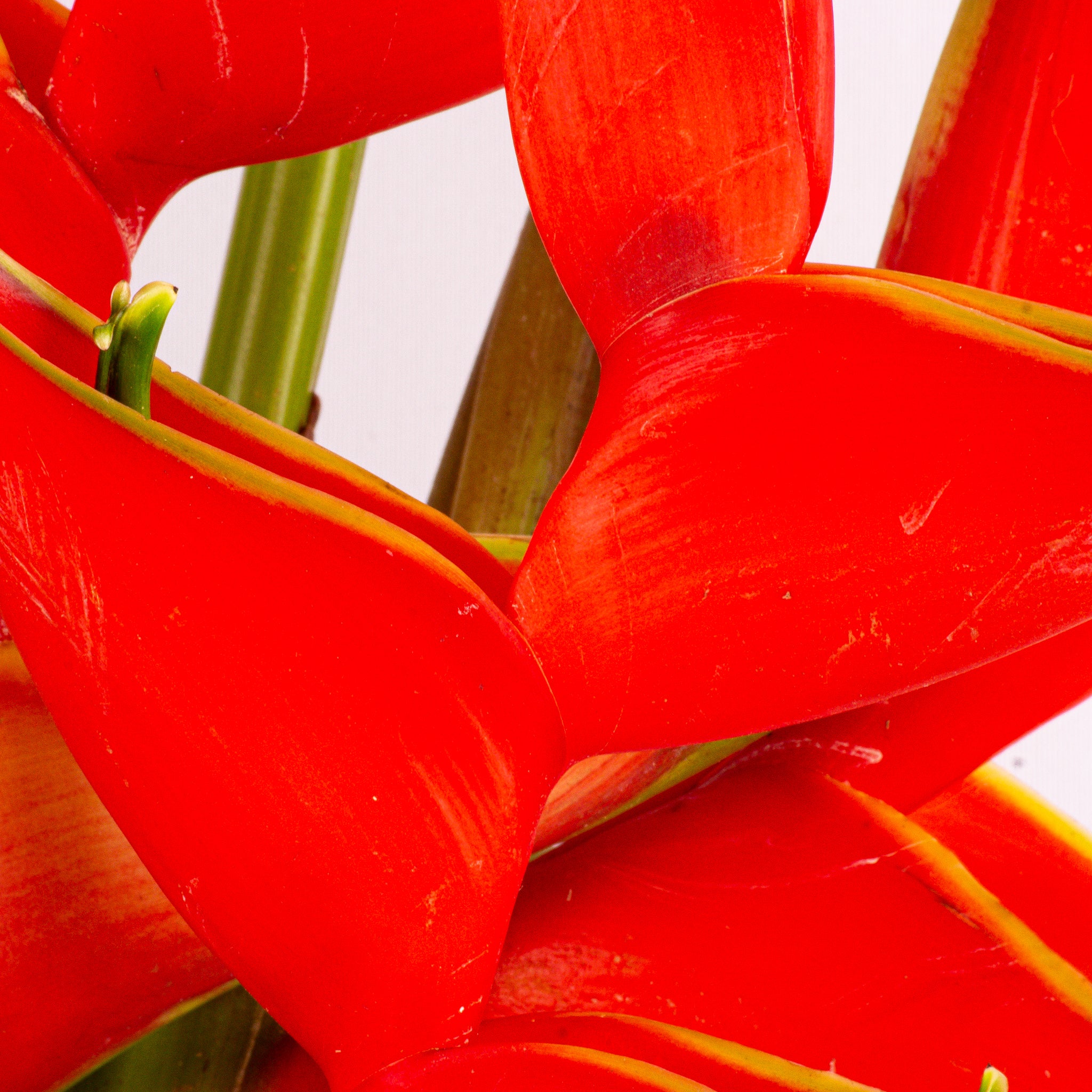 Heliconia