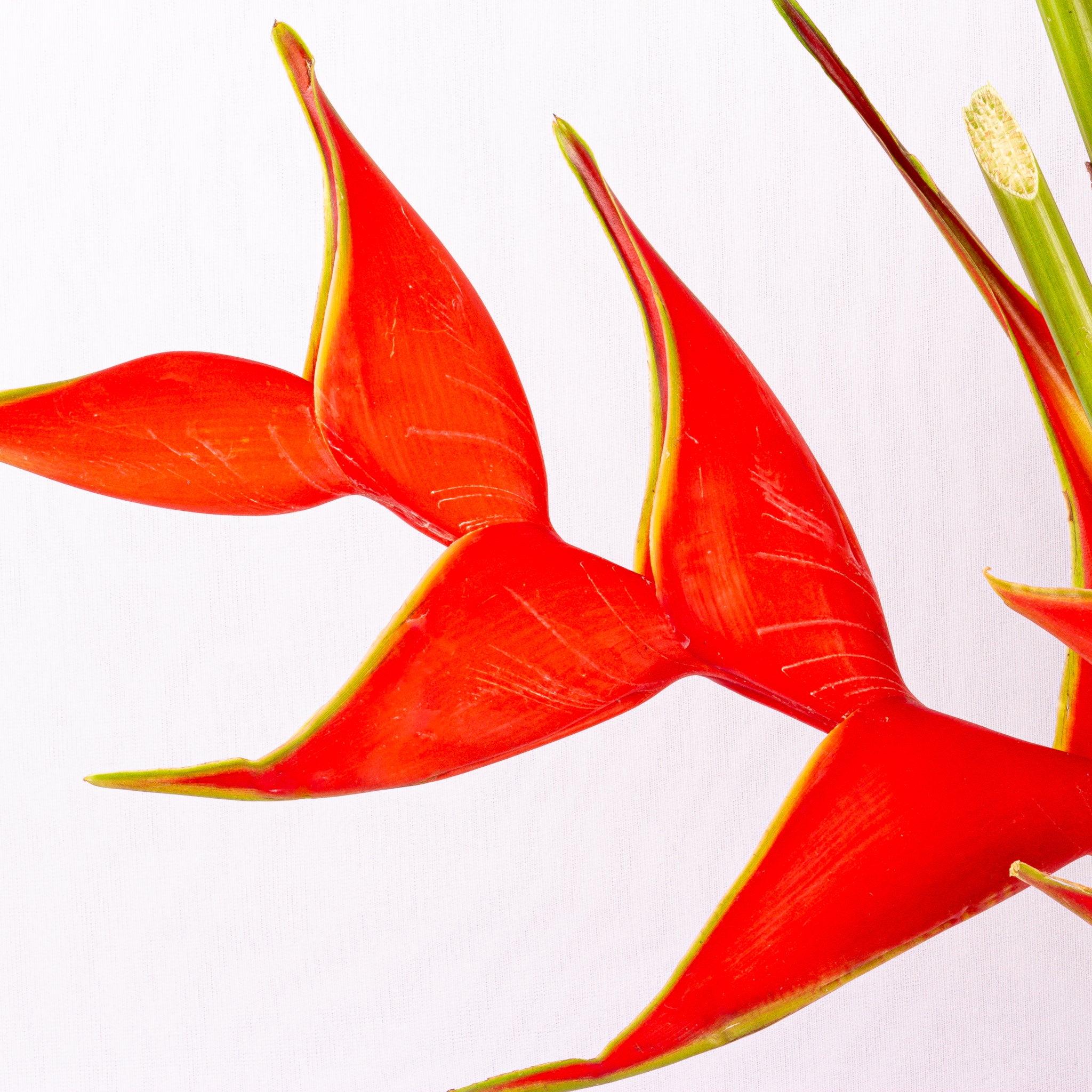 Heliconia