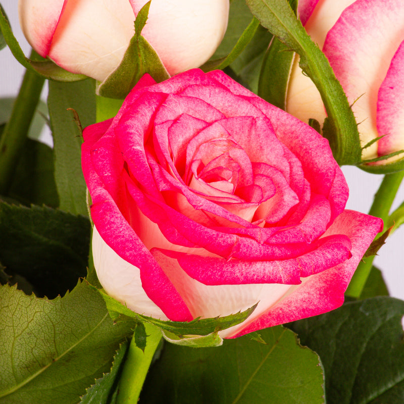 Jumilla Roses (Bunch of 18) - Order online at The Flora