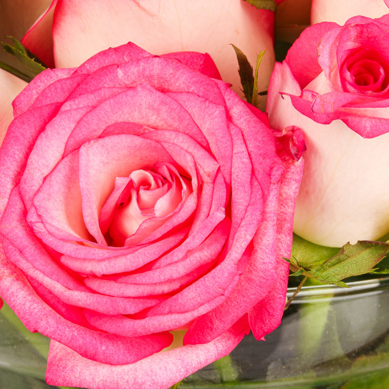 Jumilla Roses (Bunch of 18) - Order online at The Flora