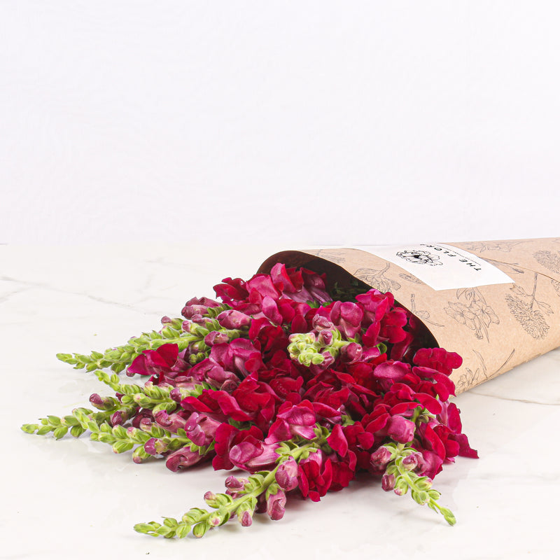 Snapdragon Bunch Snapdragon (Bunch of 8) - Buy fresh cut flowers online - The Flora