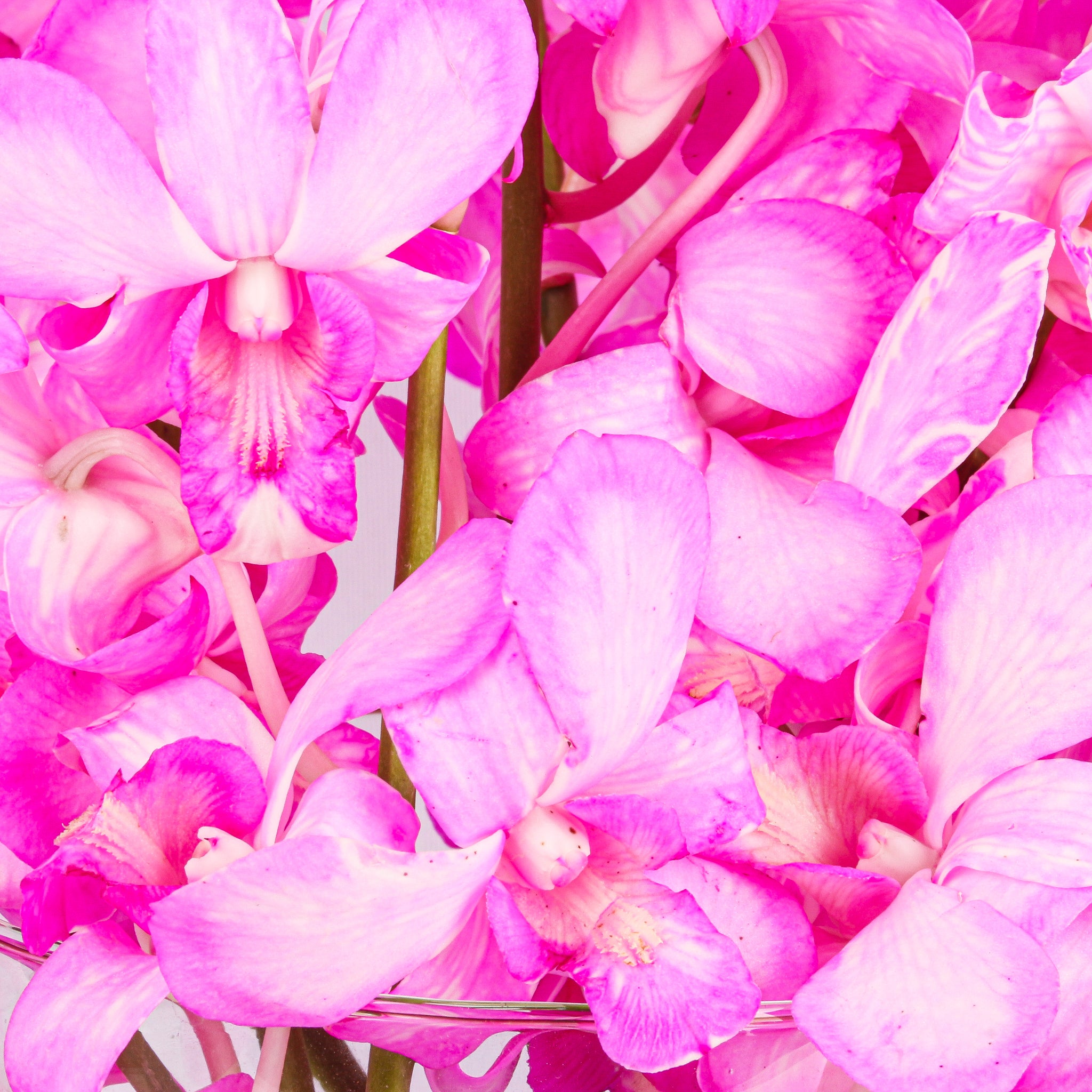 Mokara Orchids