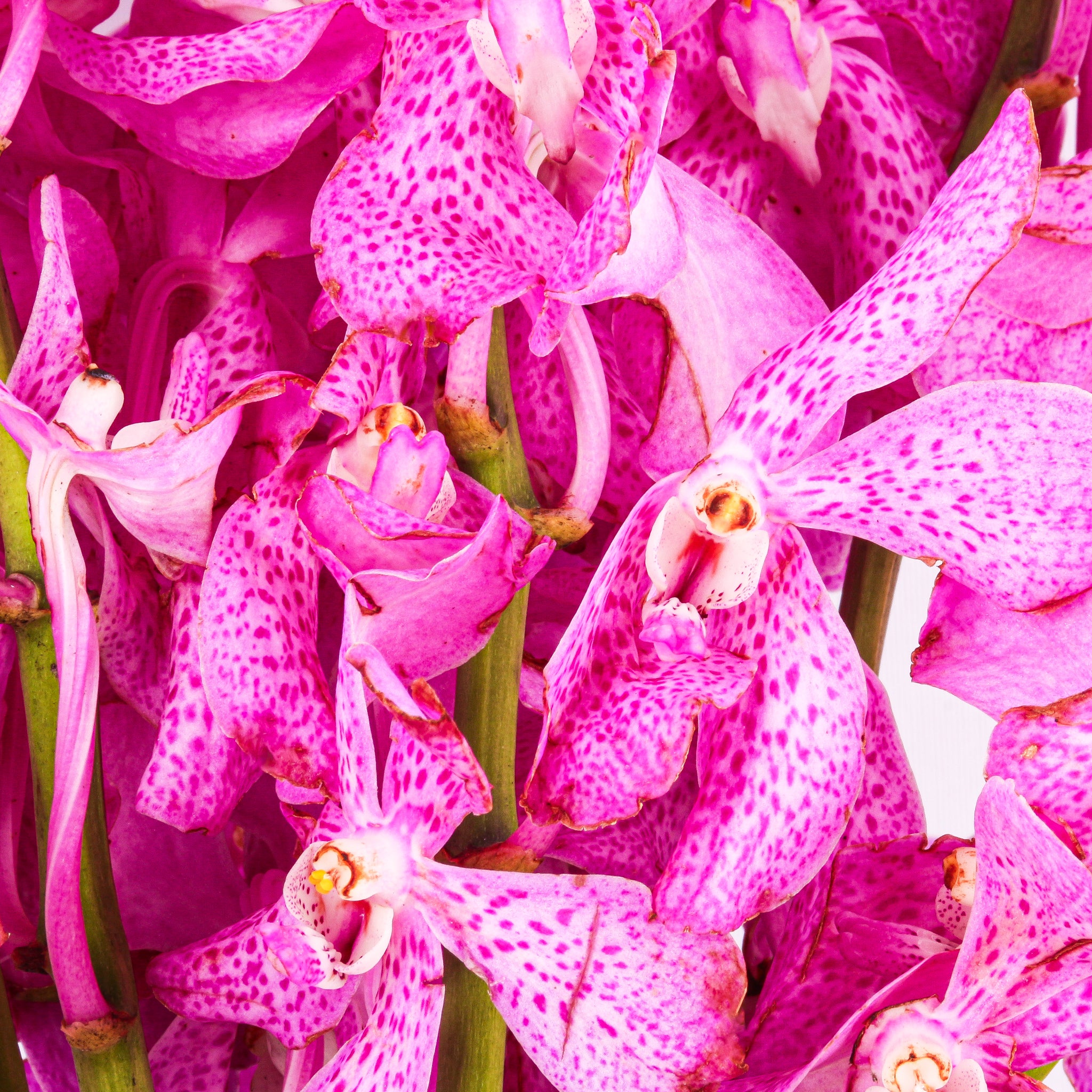 Mokara Orchids