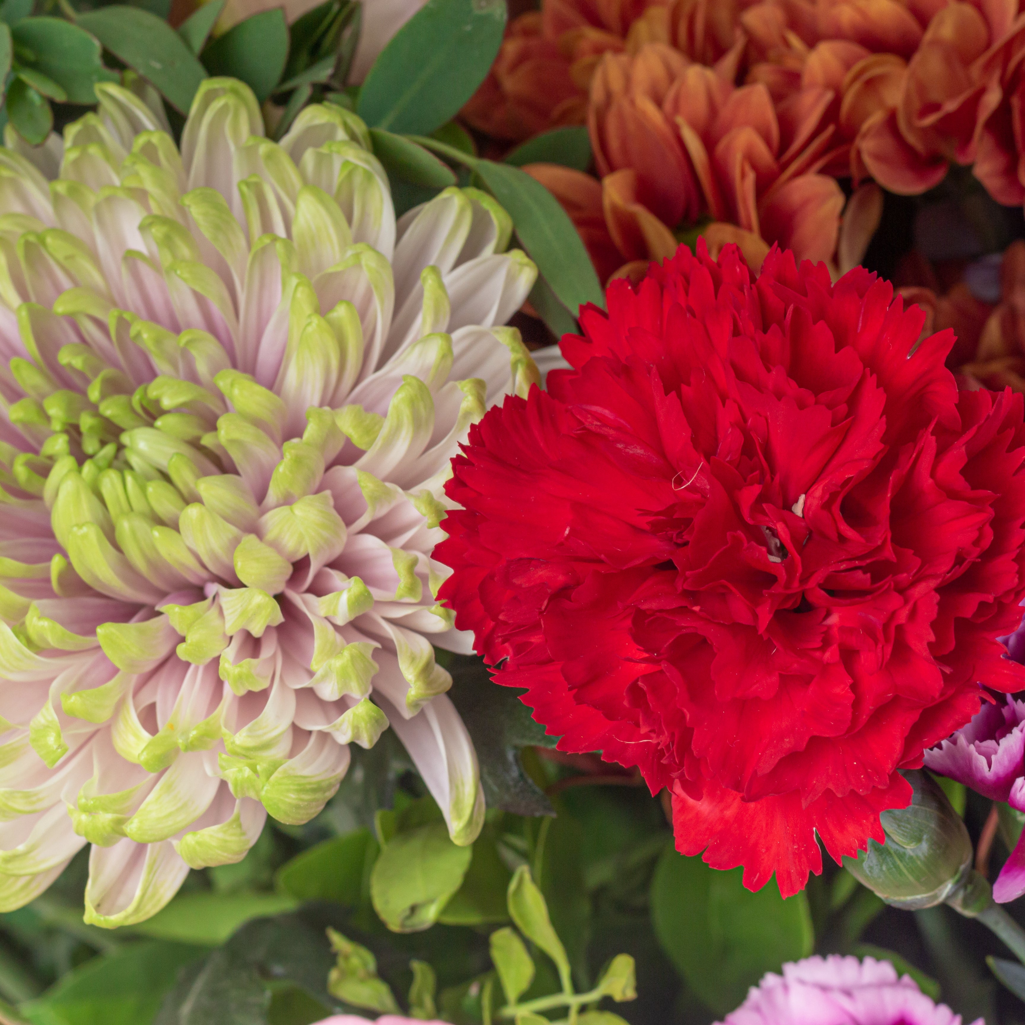 Colourful Burst
