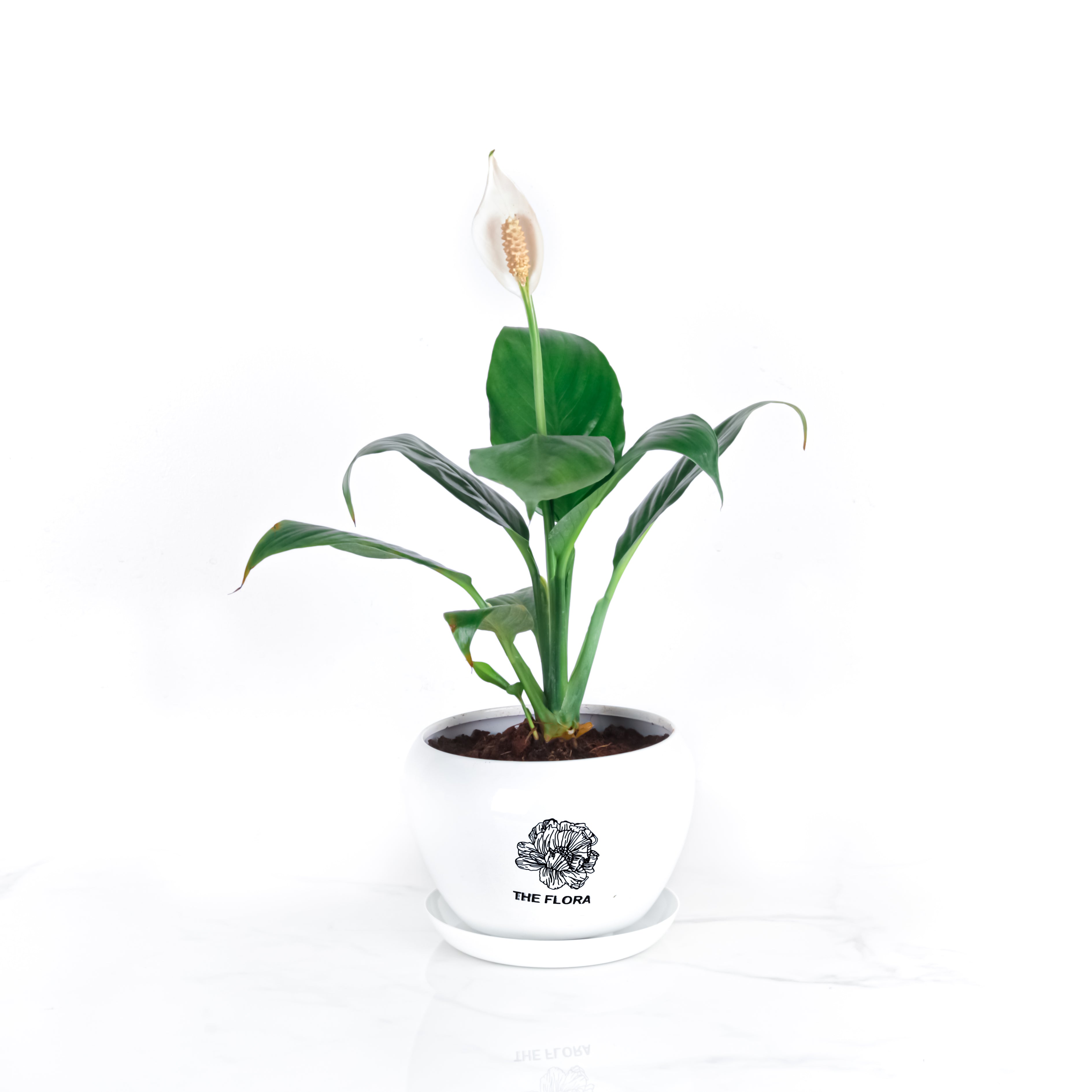 THE FLORA "Peace Lily" Pot