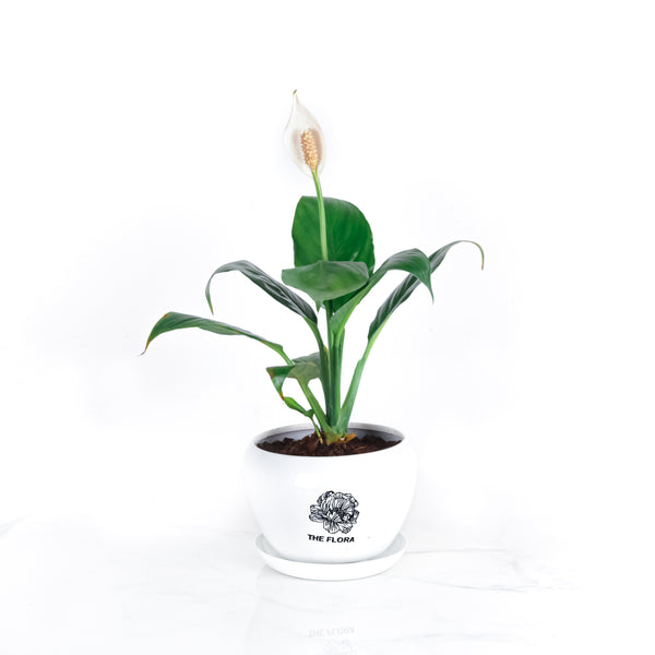 The Flora Dahlia Pot - Potted Plant - Bangalore - The Flora