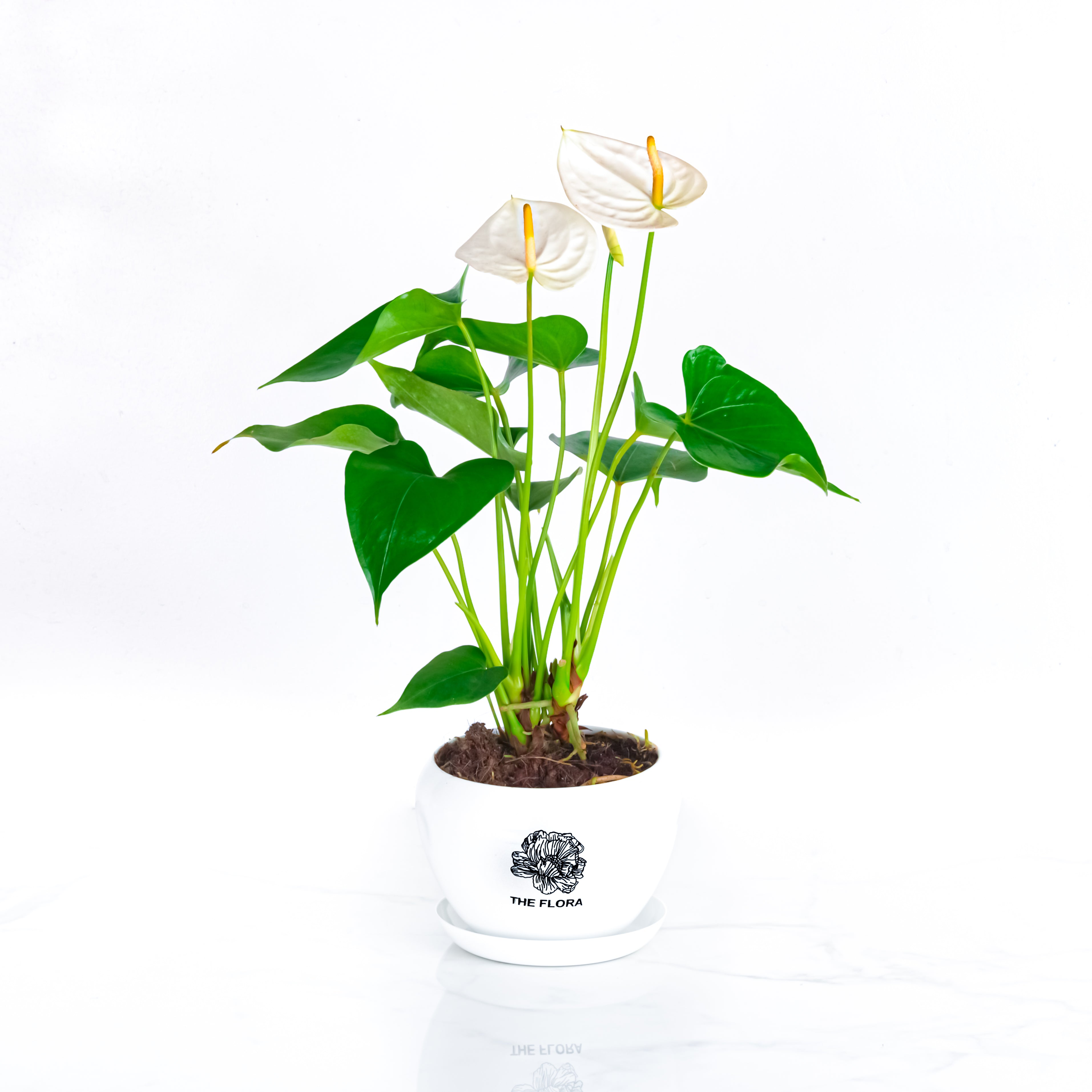 THE FLORA "Anthurium" Pot