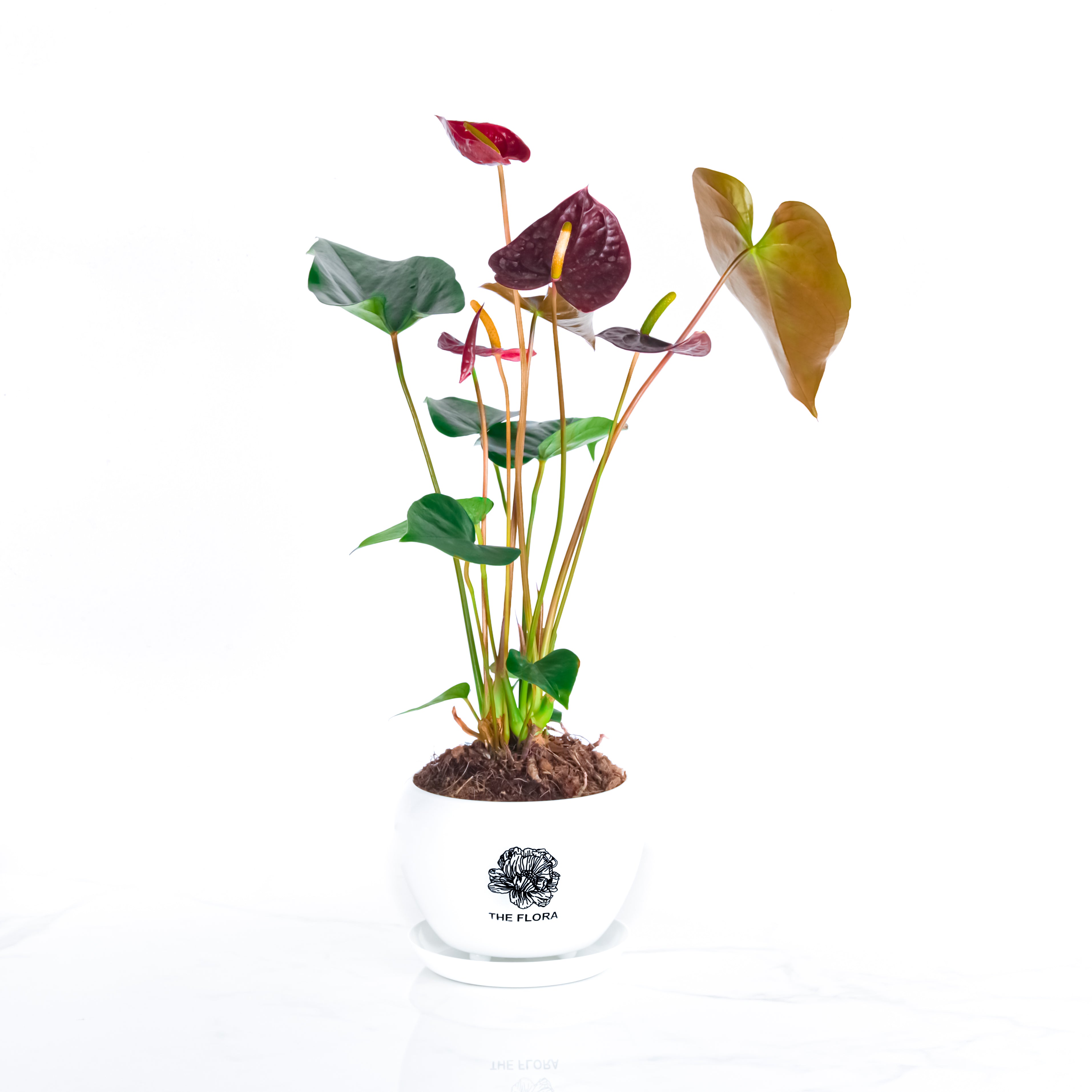 THE FLORA "Anthurium" Pot